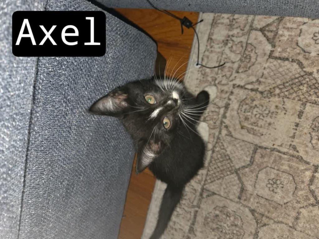 Enlarge Axel, a Adoptable mixed breed in Johnson City, TN image 5/5