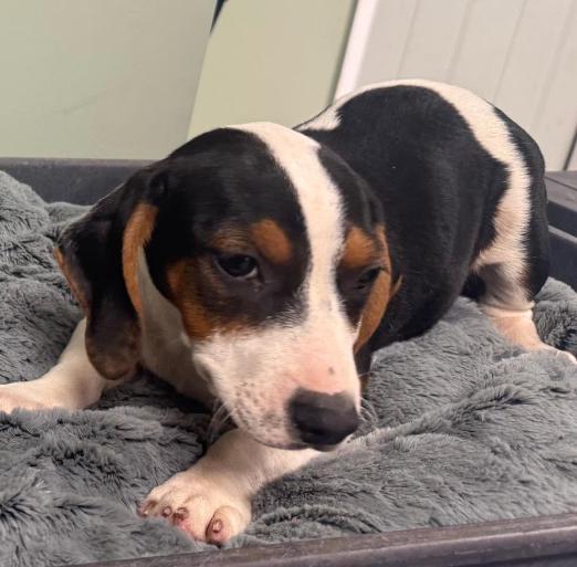 Lucy, Adopted, Puppy Female Dachshund.