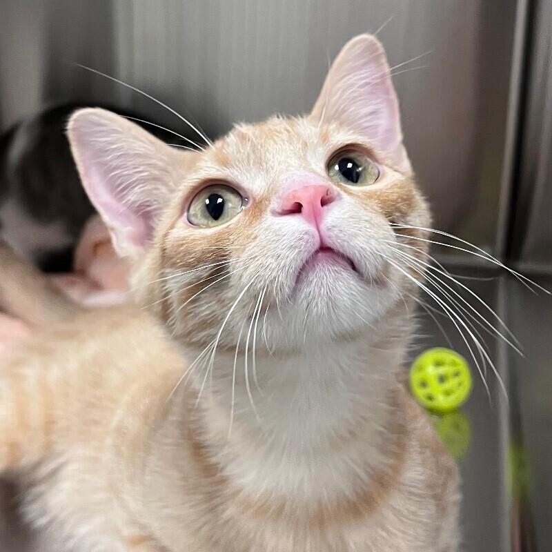 Andy, Adoptable, Young Male Domestic Short Hair.