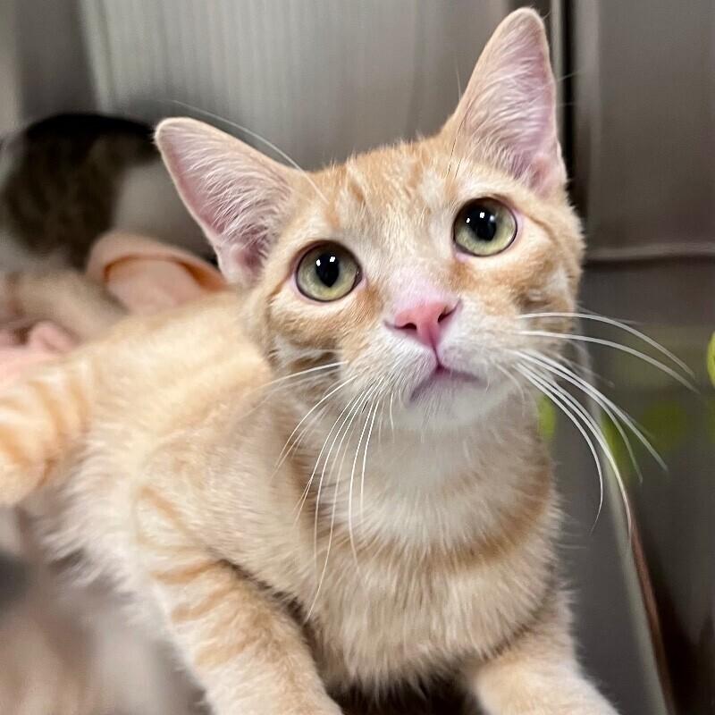 Enlarge Andy, a Adoptable Domestic Short Hair in Yankton, SD image 2/3