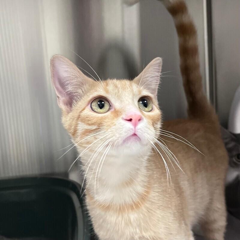 Enlarge Andy, a Adoptable Domestic Short Hair in Yankton, SD image 3/3