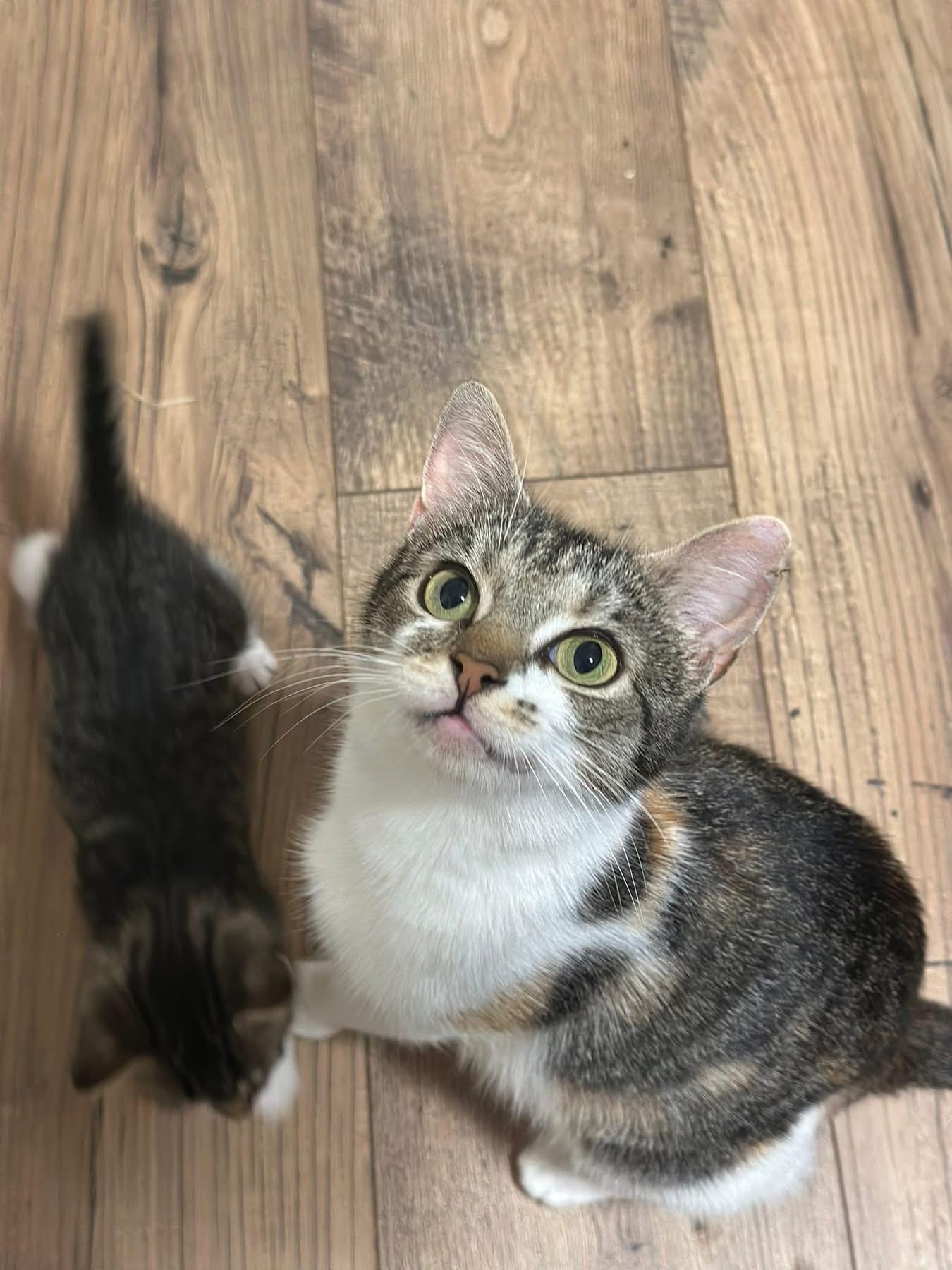 Fergie, adopted, Young Female Domestic Short Hair.