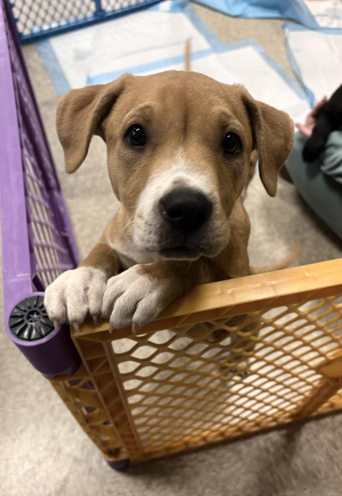 Milo (Paulsboro 3), a Adoptable mixed breed in Wenonah, NJ image 1/6