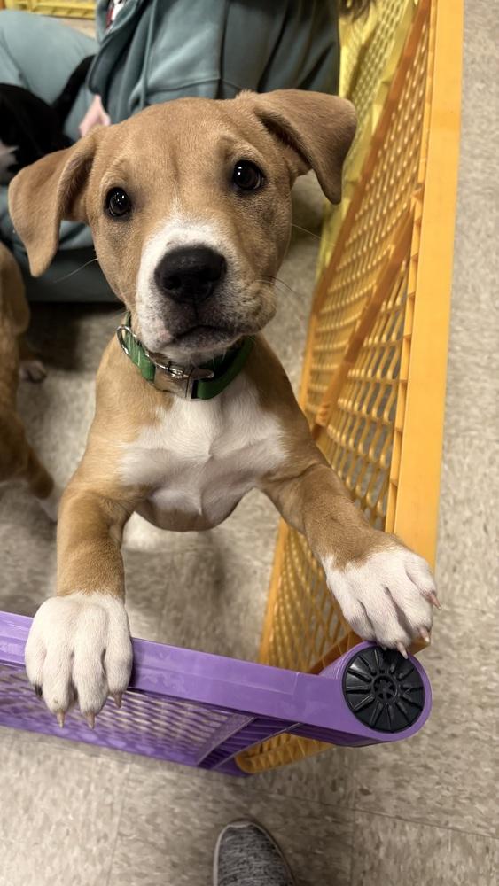 Milo (Paulsboro 3), a Adoptable mixed breed in Wenonah, NJ image 2/6