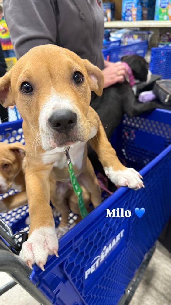 Milo (Paulsboro 3), a Adoptable mixed breed in Wenonah, NJ image 4/6