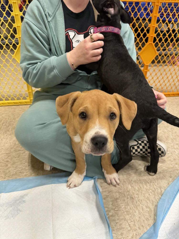 Milo (Paulsboro 3), a Adoptable mixed breed in Wenonah, NJ image 5/6