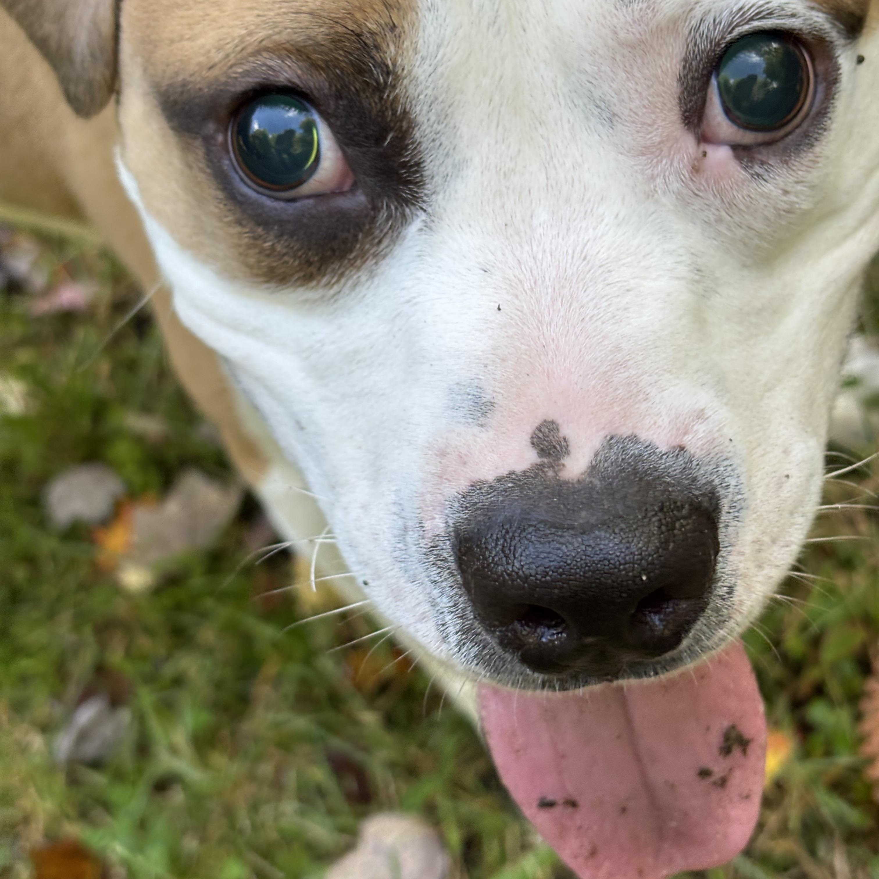 JACK -Fostered in the Northeast!!