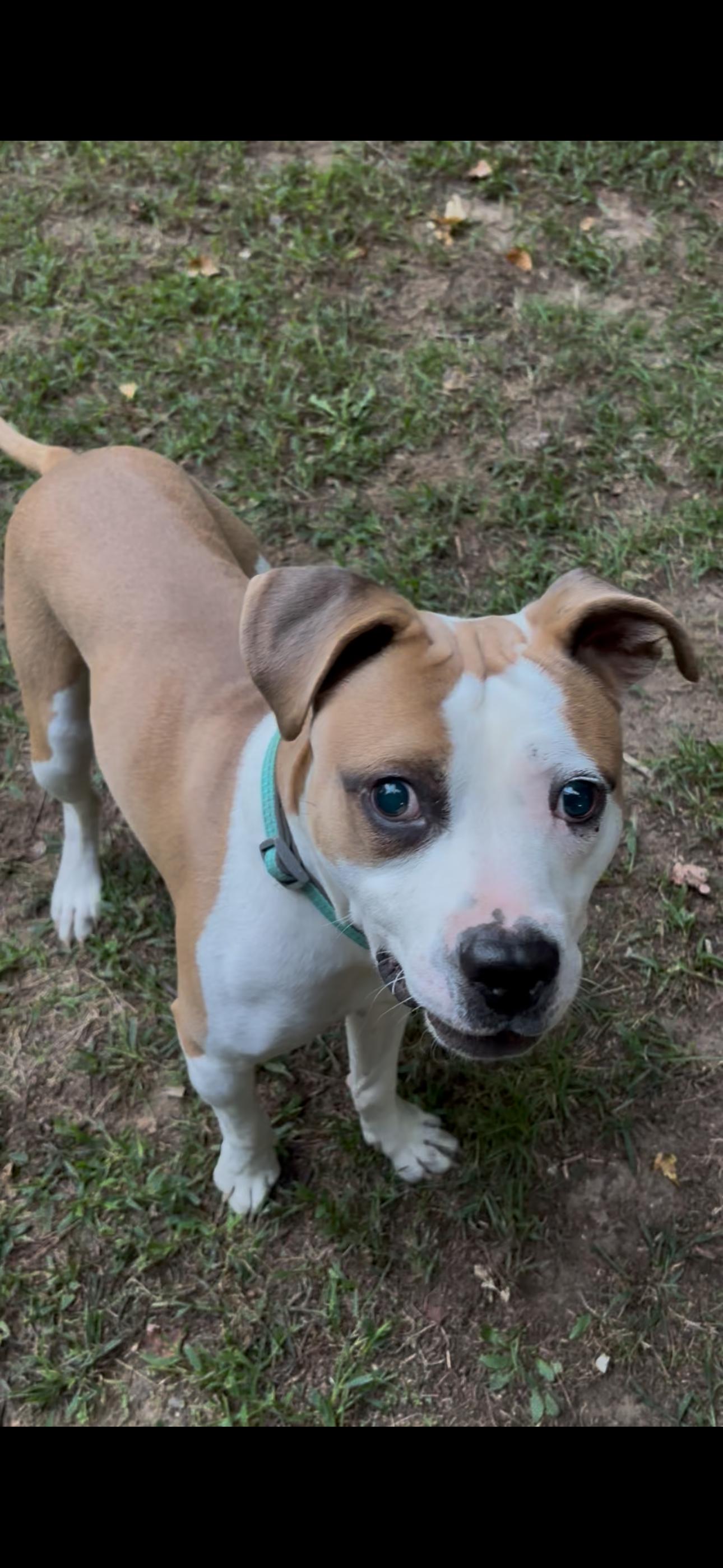 JACK -Fostered in the Northeast!!