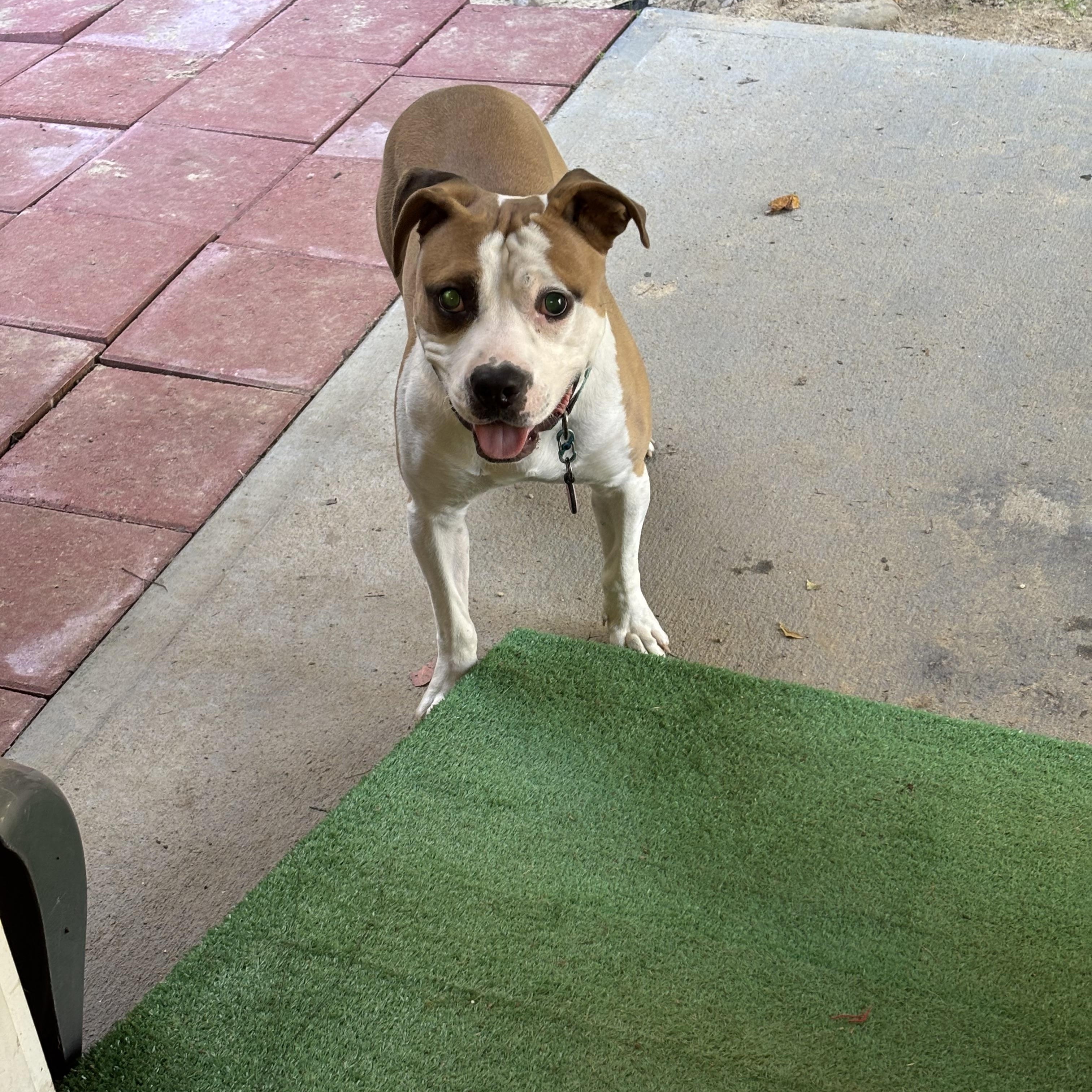 JACK -Fostered in the Northeast!!