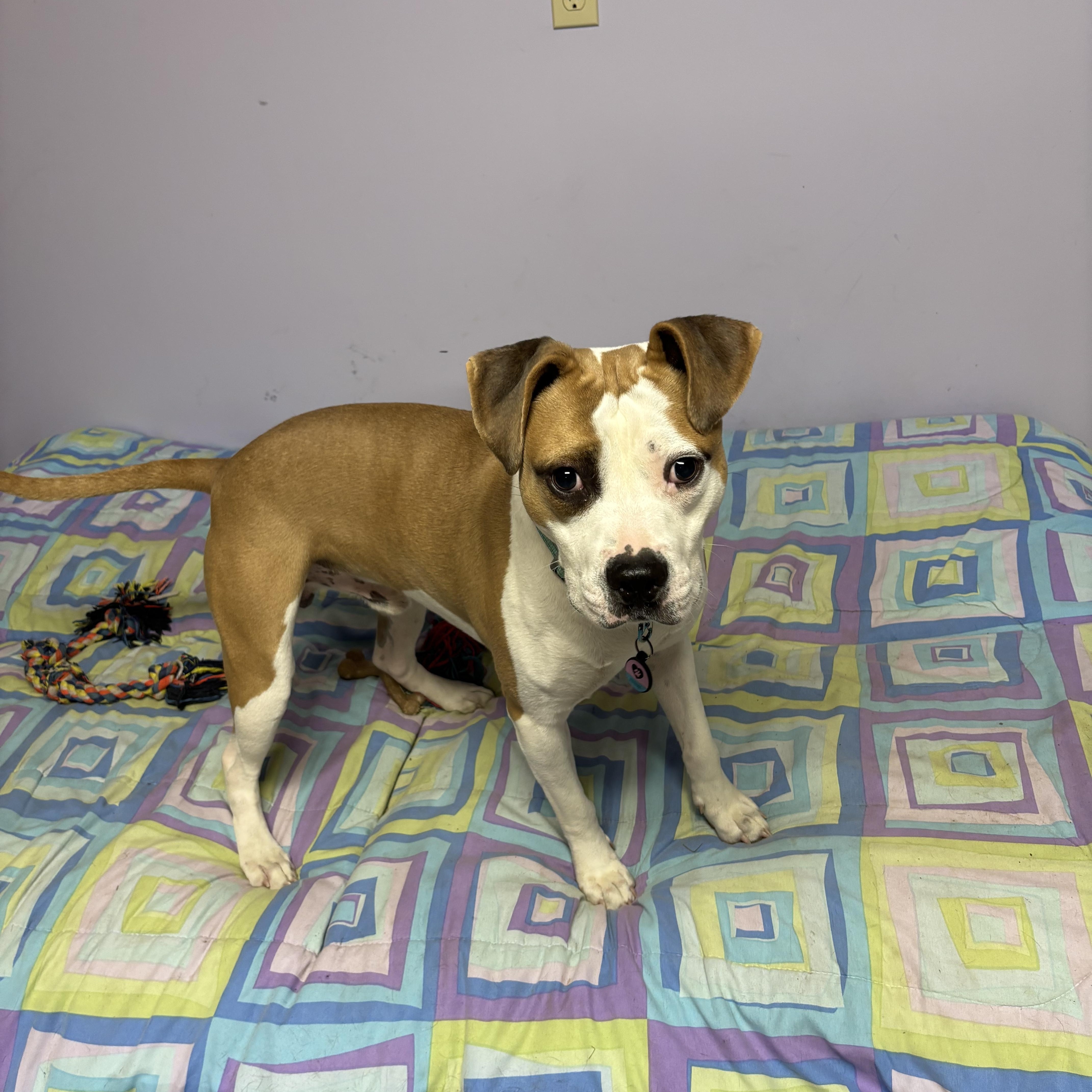 JACK -Fostered in the Northeast!!