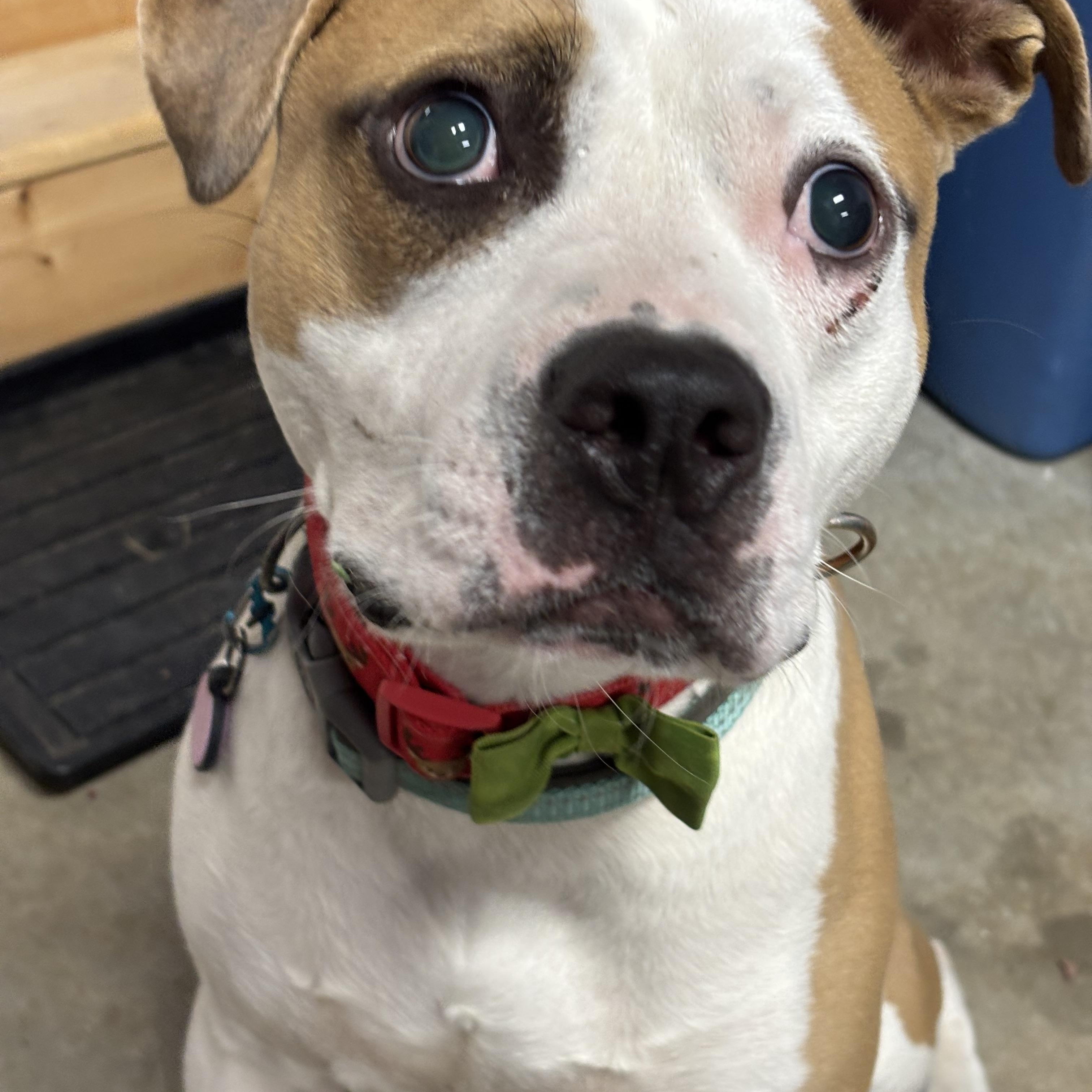 JACK -Fostered in the Northeast!!