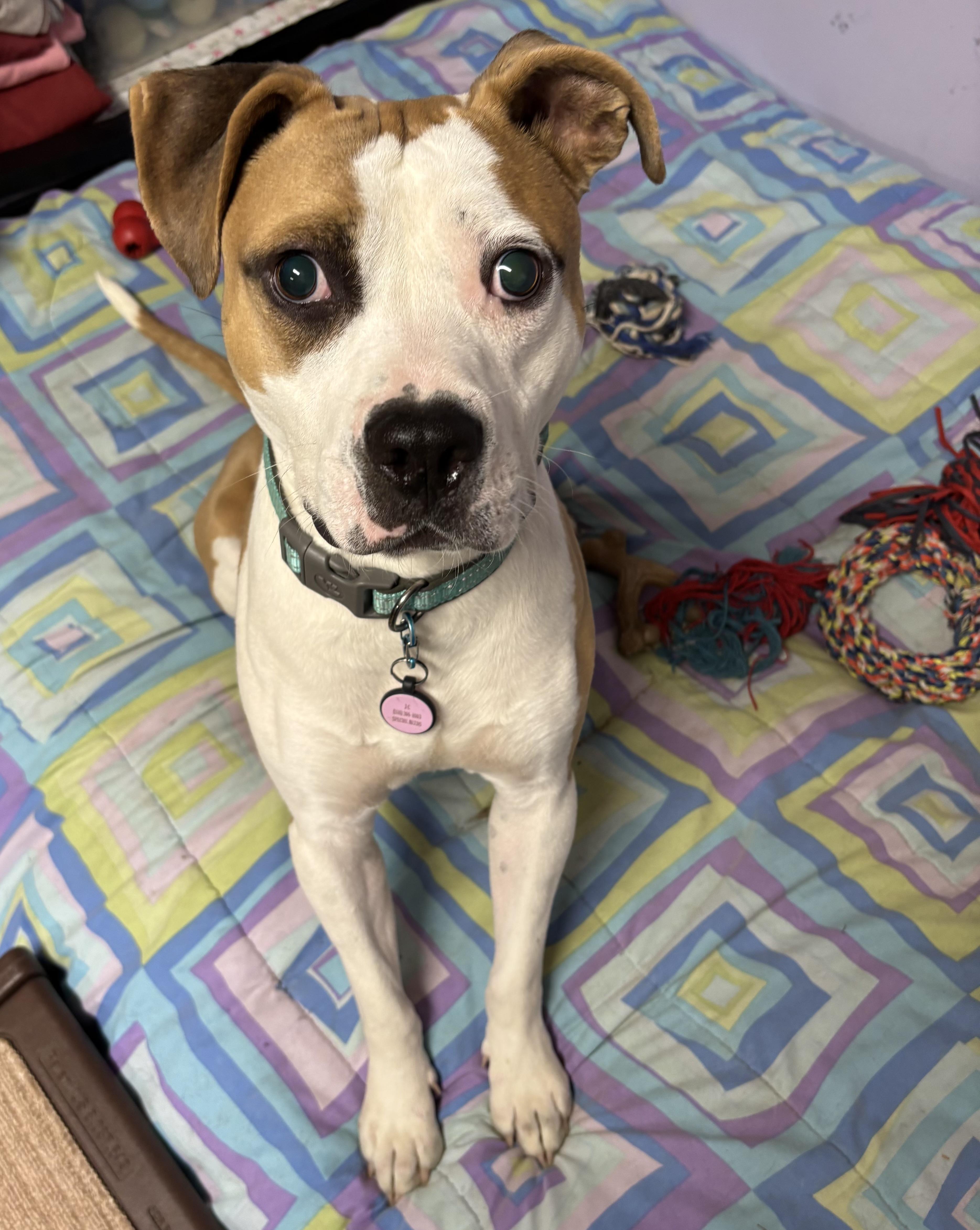 JACK -Fostered in the Northeast!!