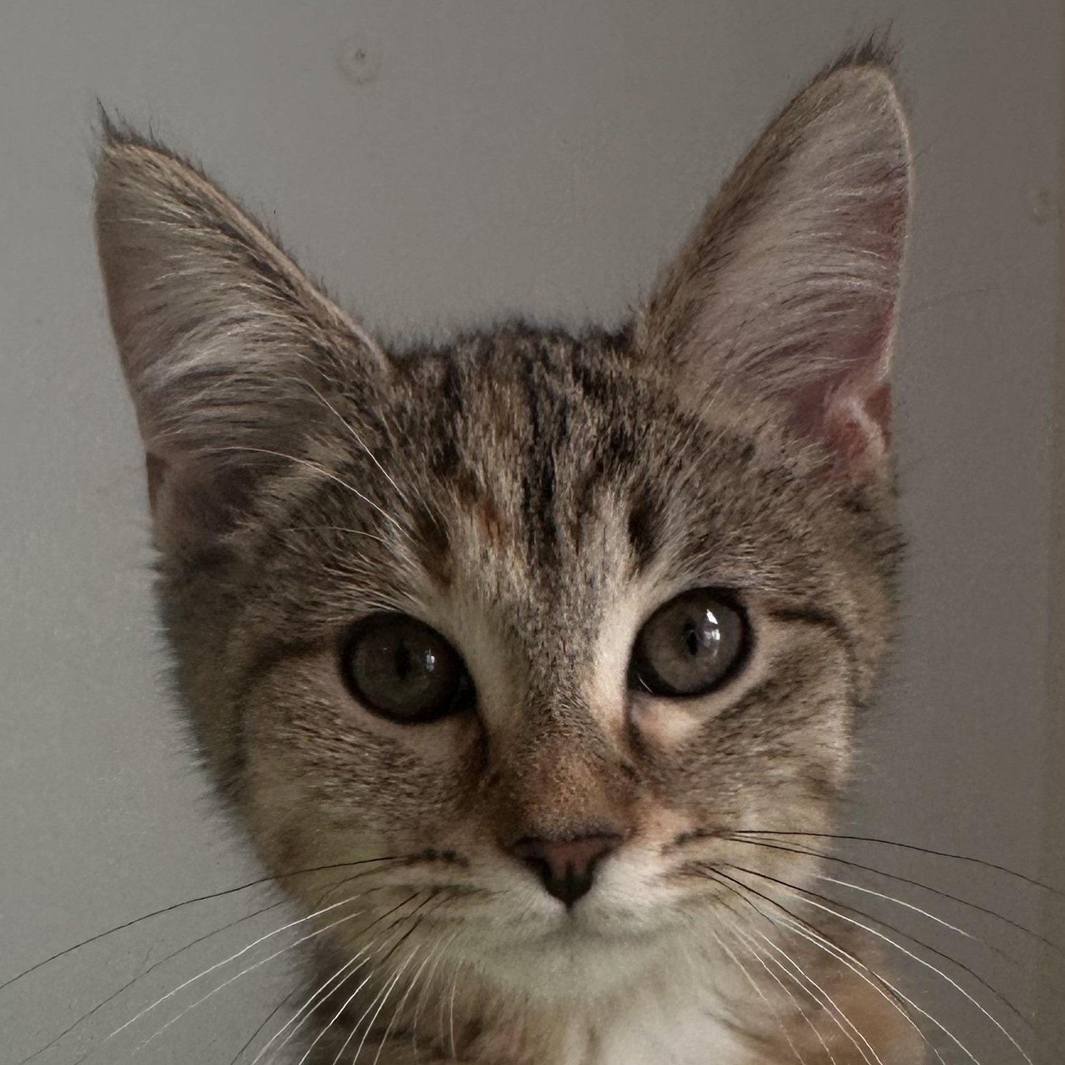 Nilla photo