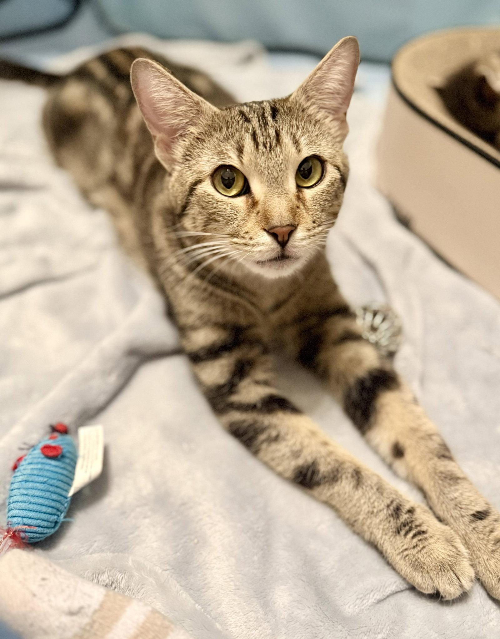 Mama Misty, Adopted, Adult Female Domestic Short Hair & Tabby.
