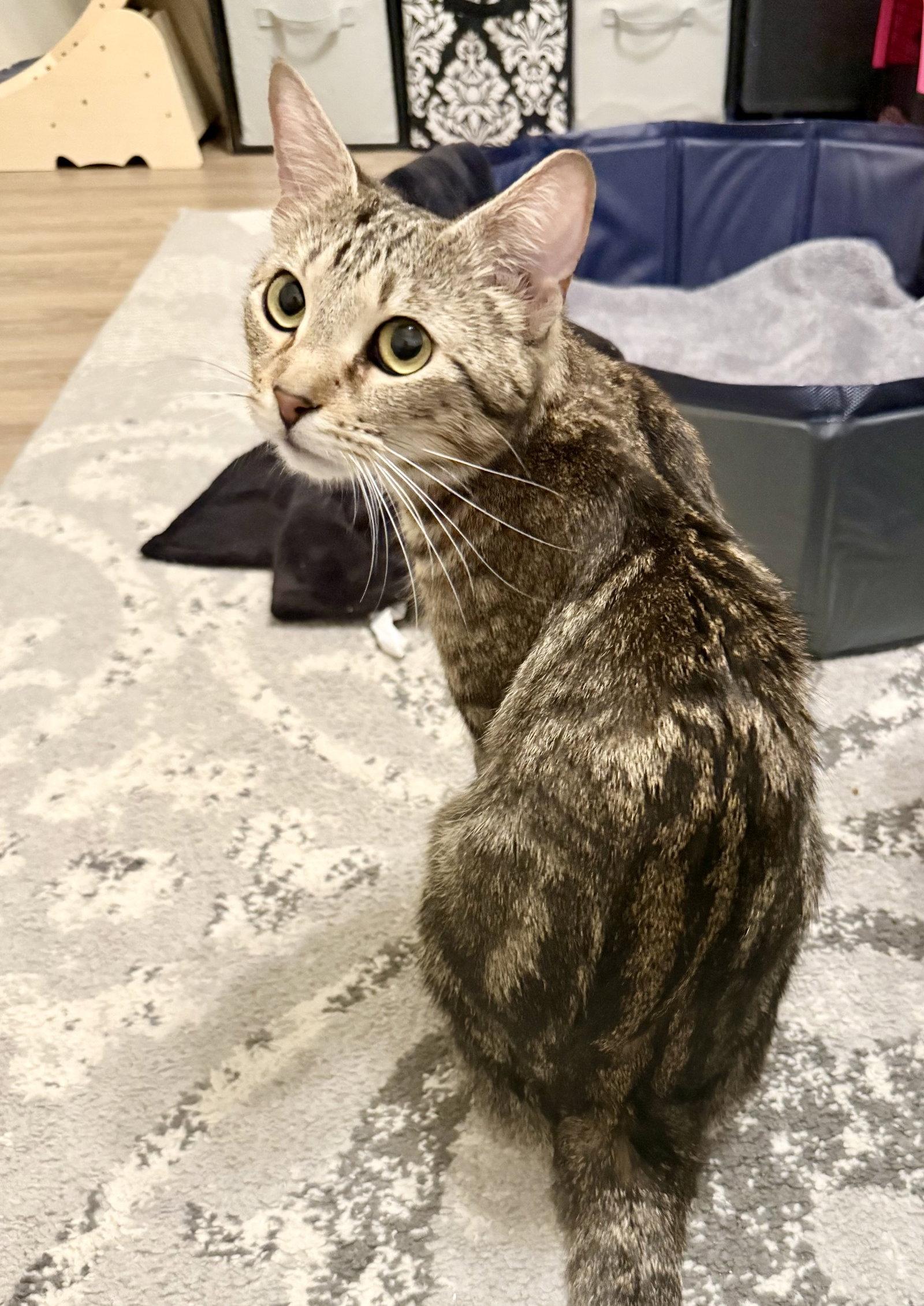 Enlarge Mama Misty, a Adopted mixed breed in Frisco, TX image 2/3