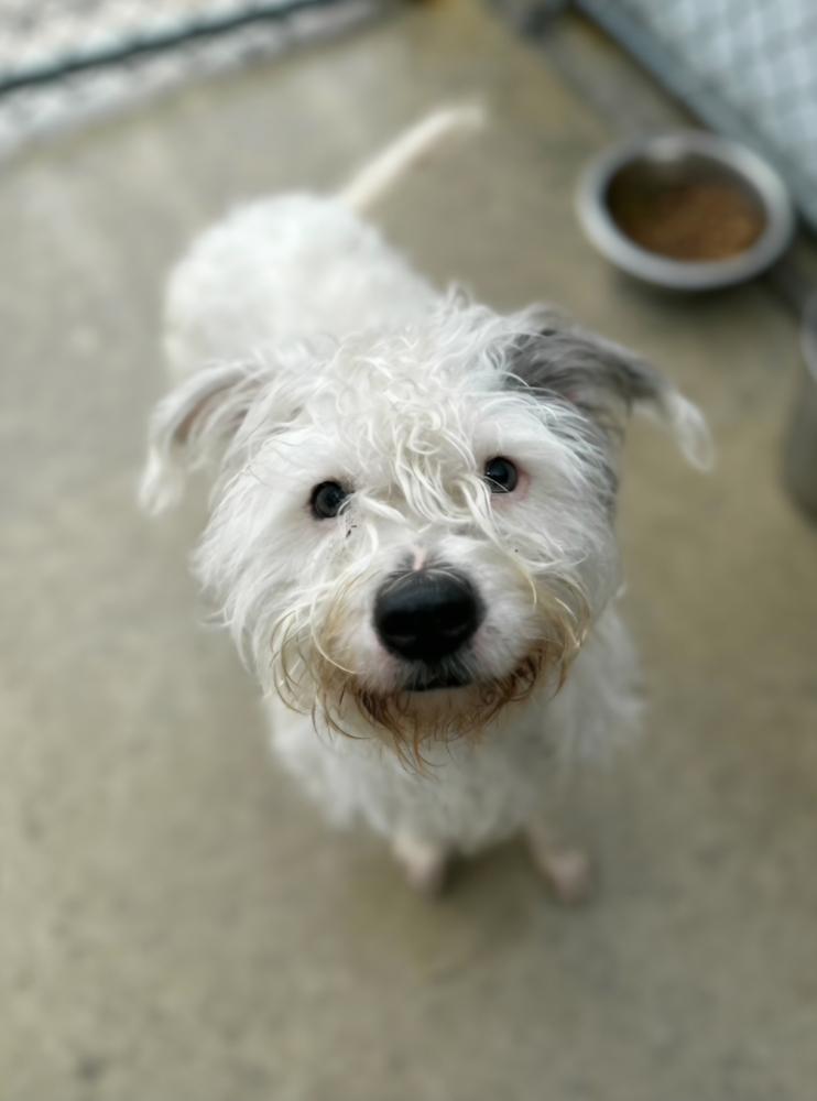 Dove, Adoptable, Young Male Shih Tzu.