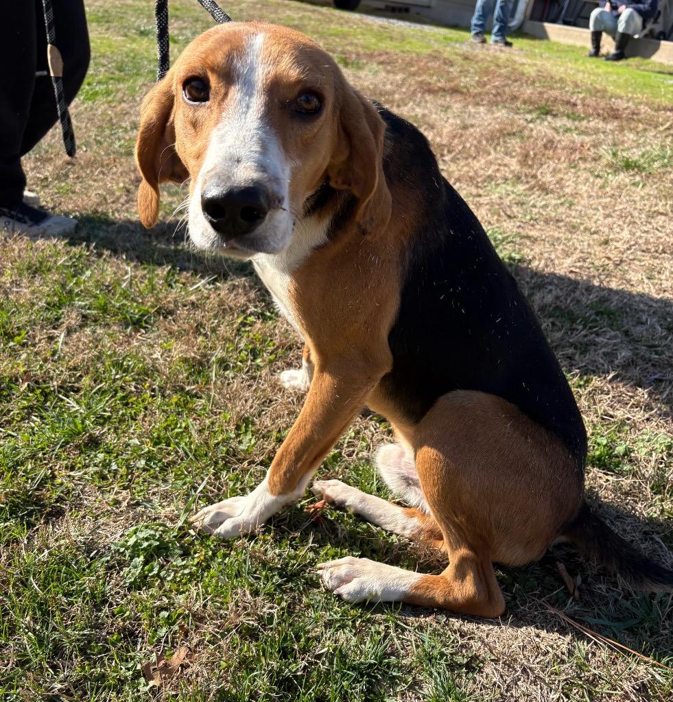 Bark Wahlberg, Adoptable, Adult Male Hound.