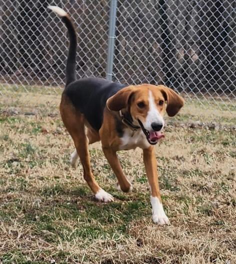 Enlarge Bark Wahlberg, a Adoptable Hound in Mineral, VA image 5/5