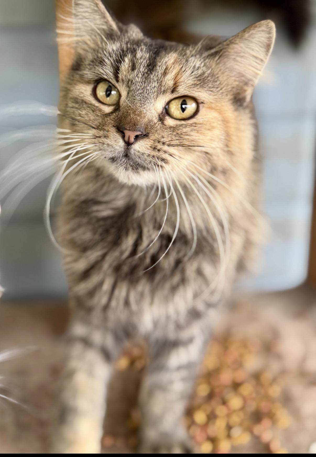 Enlarge Flapjack, an adopted Domestic Long Hair in Johnson City, TN image 3/3