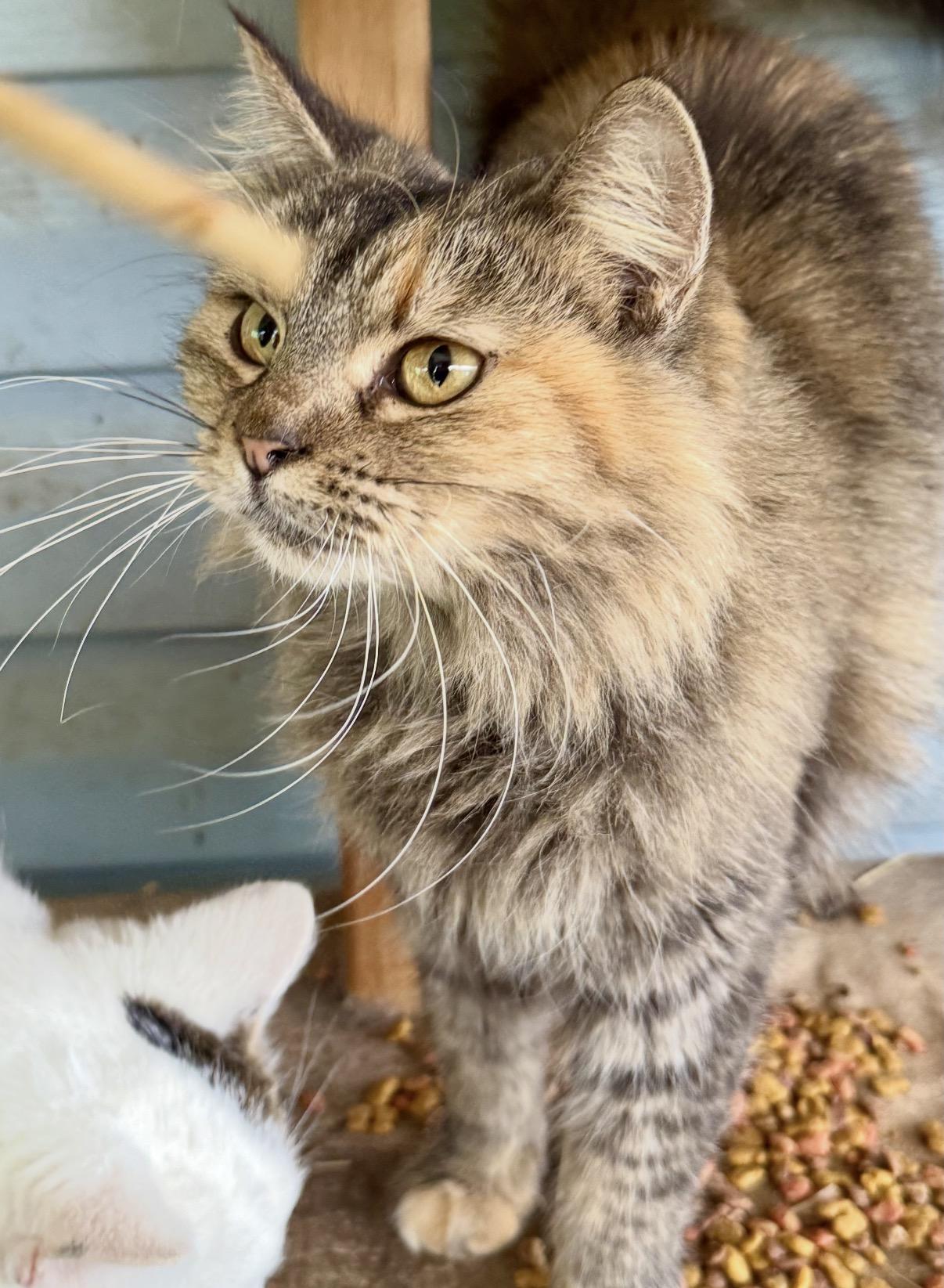 Enlarge Flapjack, an adopted Domestic Long Hair in Johnson City, TN image 1/3