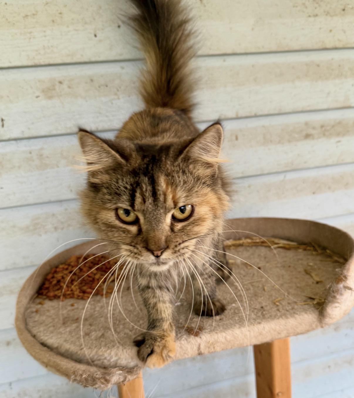 Enlarge Flapjack, an adopted Domestic Long Hair in Johnson City, TN image 2/3