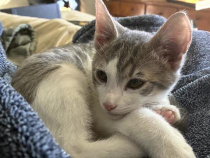 Zachary, Adoptable, Kitten Male Domestic Short Hair & Domestic Short Hair.