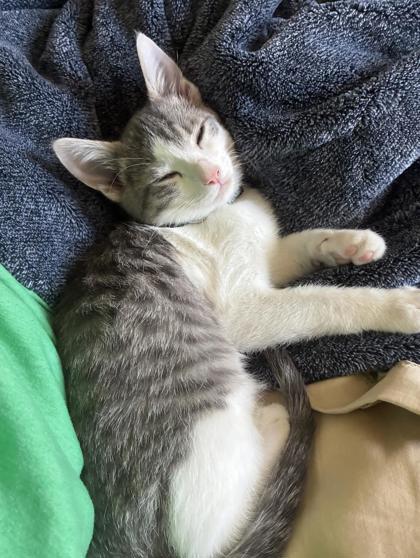 Enlarge Zachary, a Adoptable mixed breed in Lawrenceville, GA image 2/3