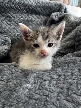 Enlarge Zachary, a Adoptable mixed breed in Lawrenceville, GA image 3/3