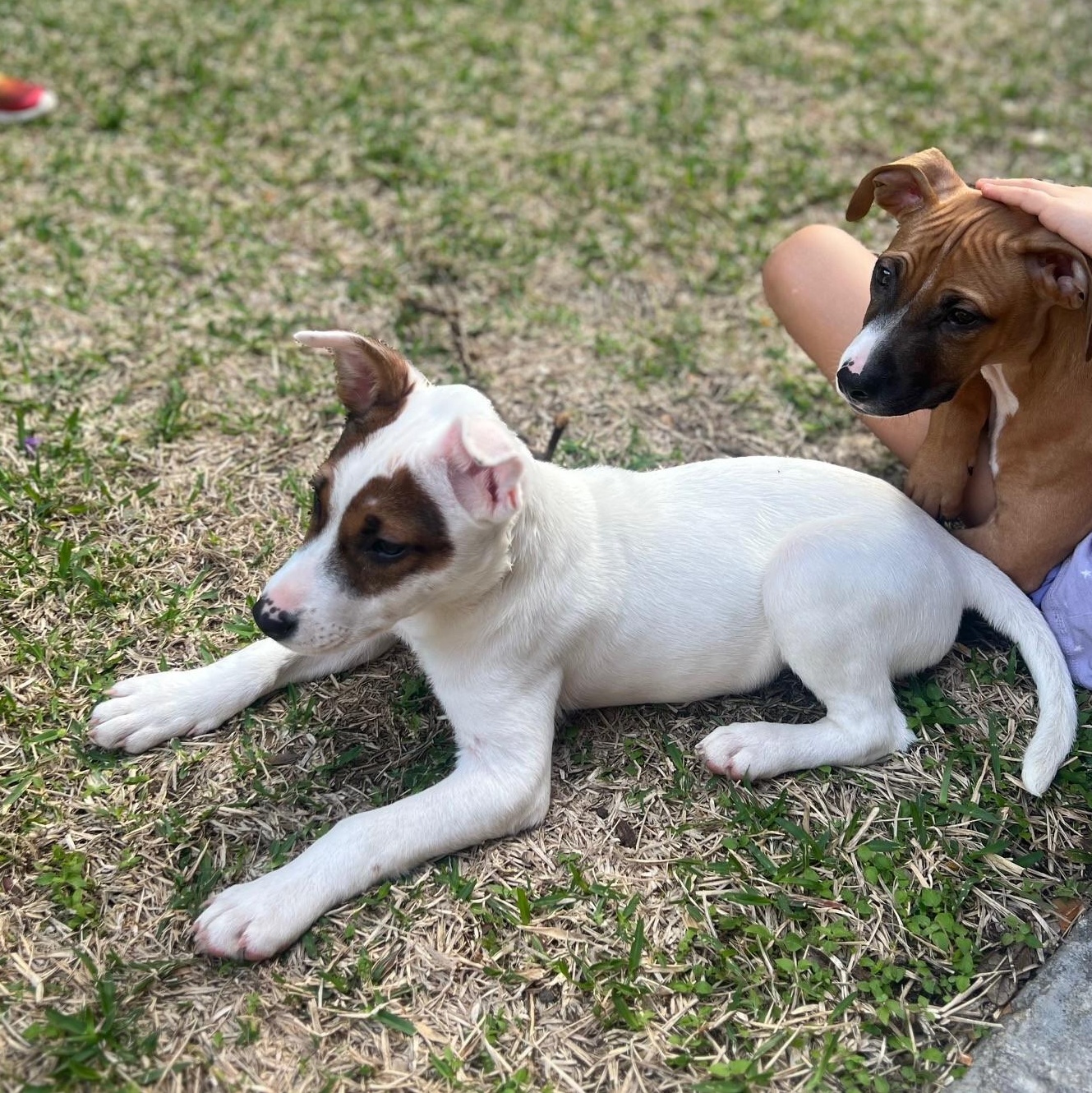 Chuckie 60251804 , an adopted Hound in Harvey , LA image 2/5