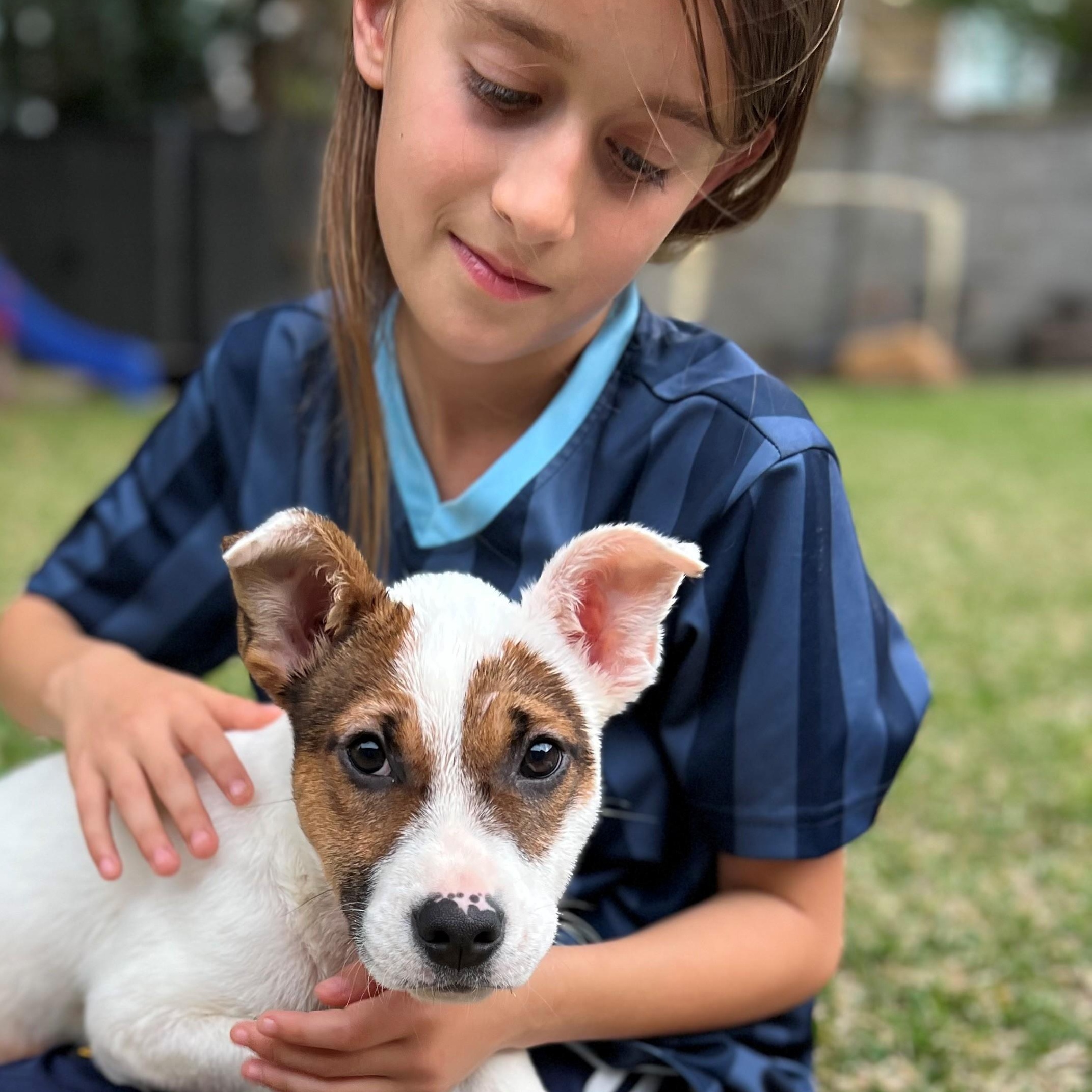 Chuckie 60251804 , an adopted Hound in Harvey , LA image 4/5