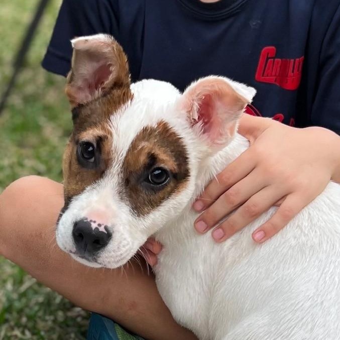 Chuckie 60251804 , an adopted Hound in Harvey , LA image 1/5