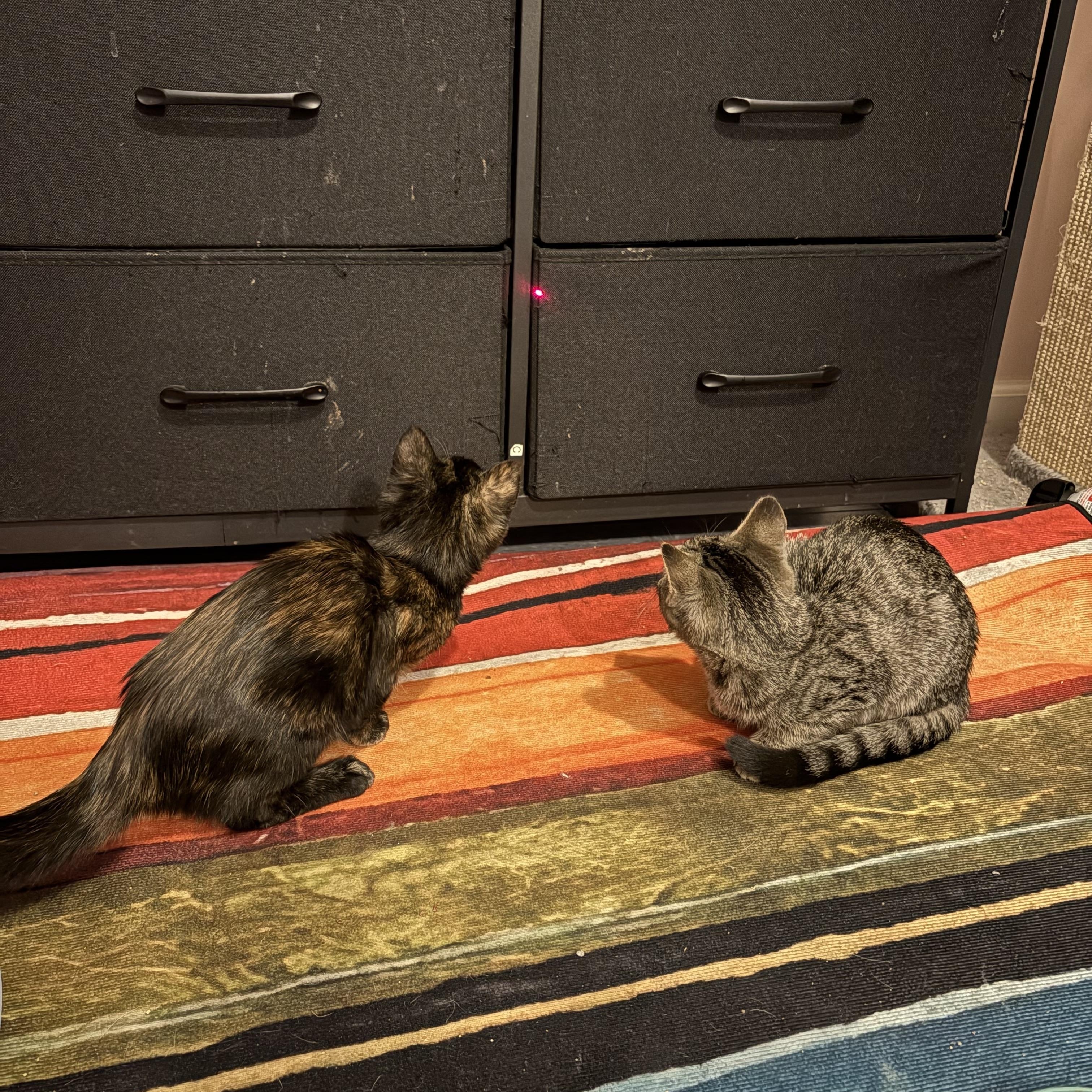 Enlarge Beefaroni, a ADOPTABLE Domestic Short Hair in Chesapeake Beach, MD image 4/6