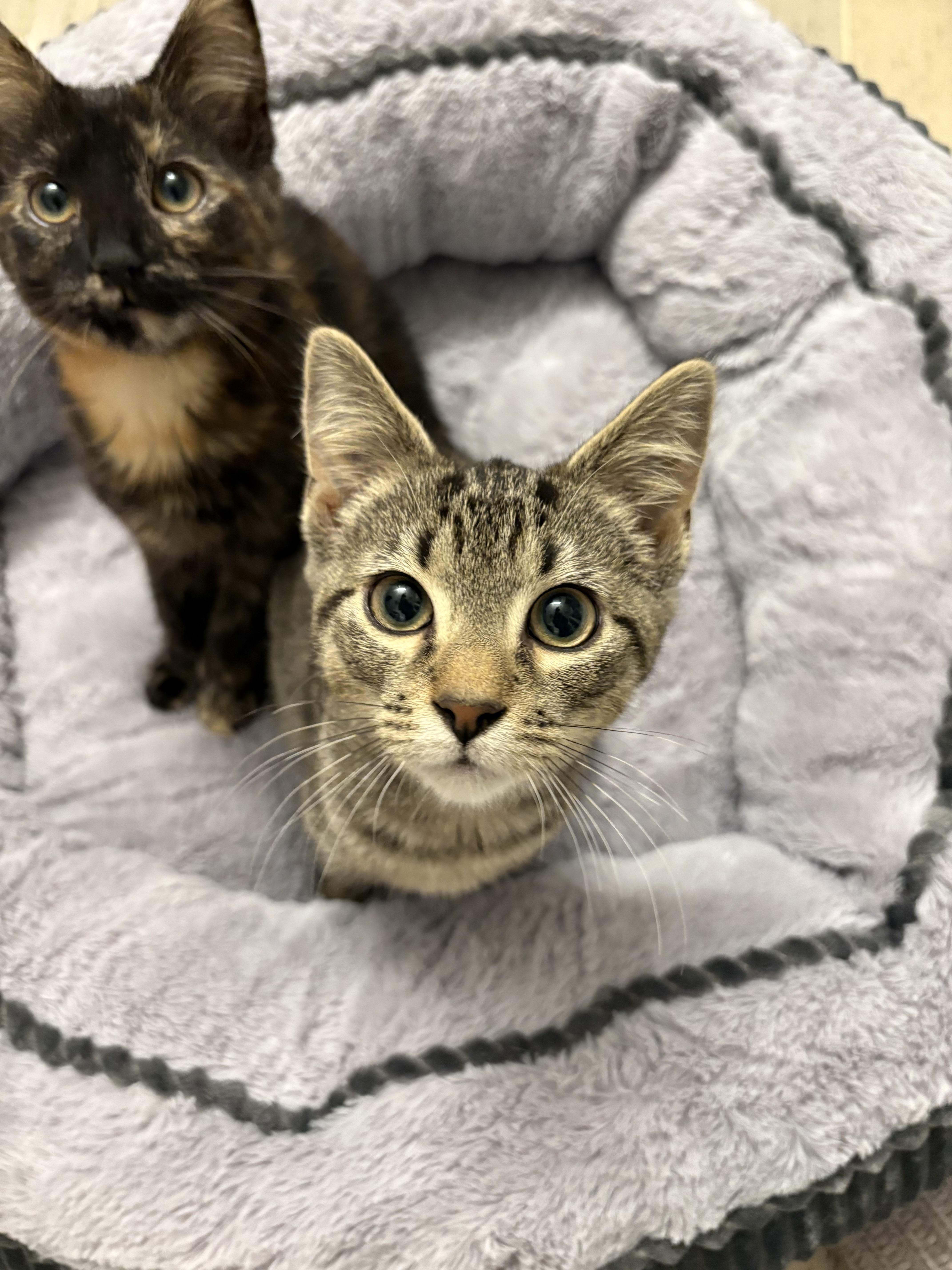 Enlarge Beefaroni, a ADOPTABLE Domestic Short Hair in Chesapeake Beach, MD image 1/6