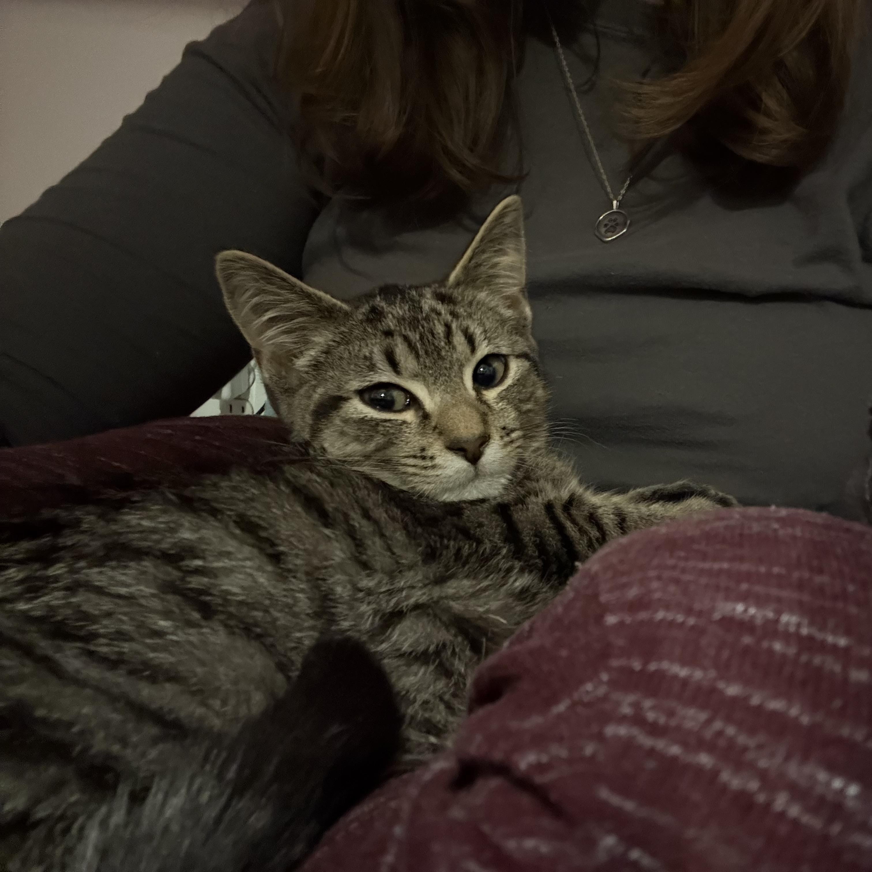 Enlarge Beefaroni, a ADOPTABLE Domestic Short Hair in Chesapeake Beach, MD image 6/6