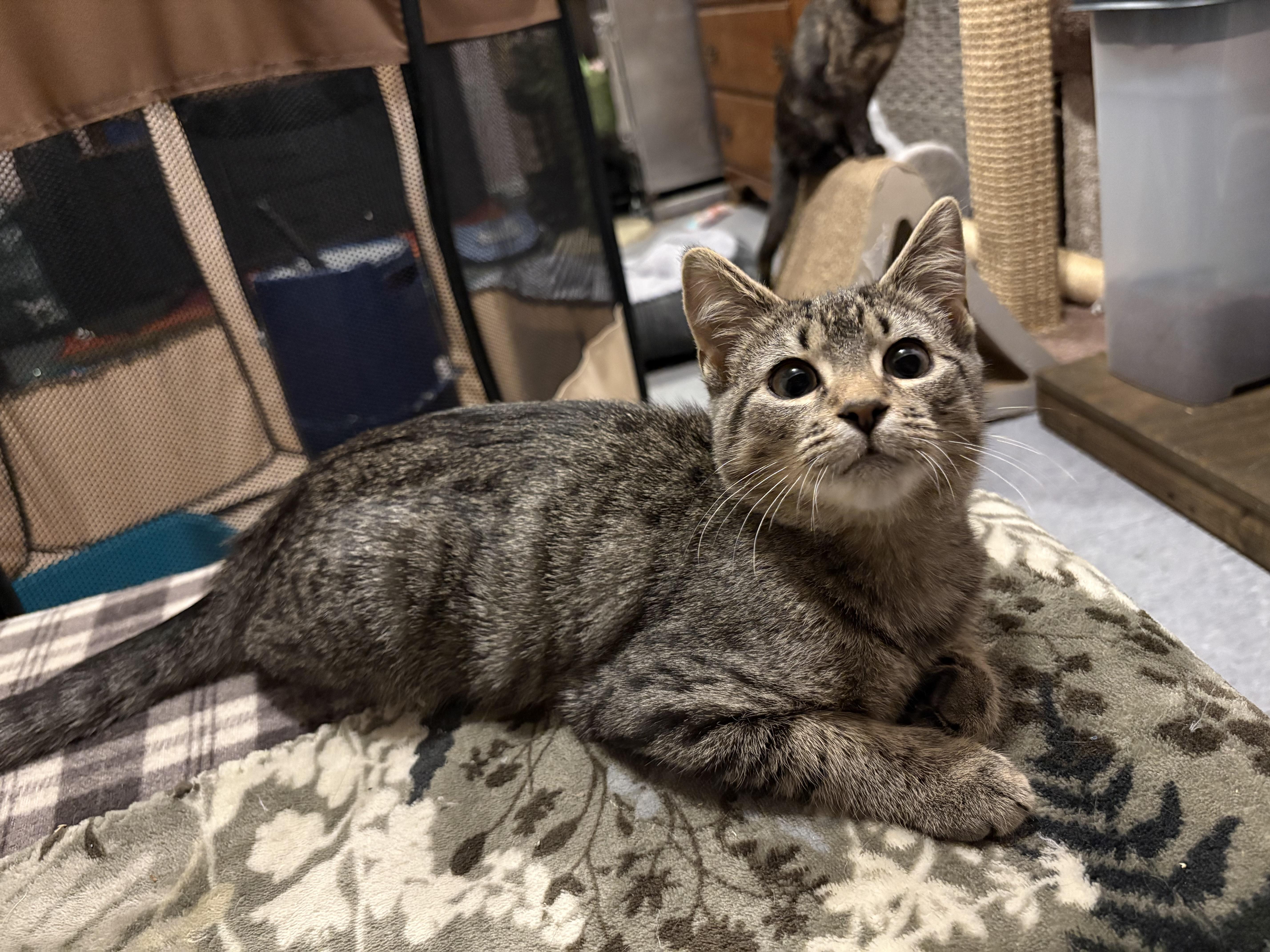 Enlarge Beefaroni, a ADOPTABLE Domestic Short Hair in Chesapeake Beach, MD image 2/6