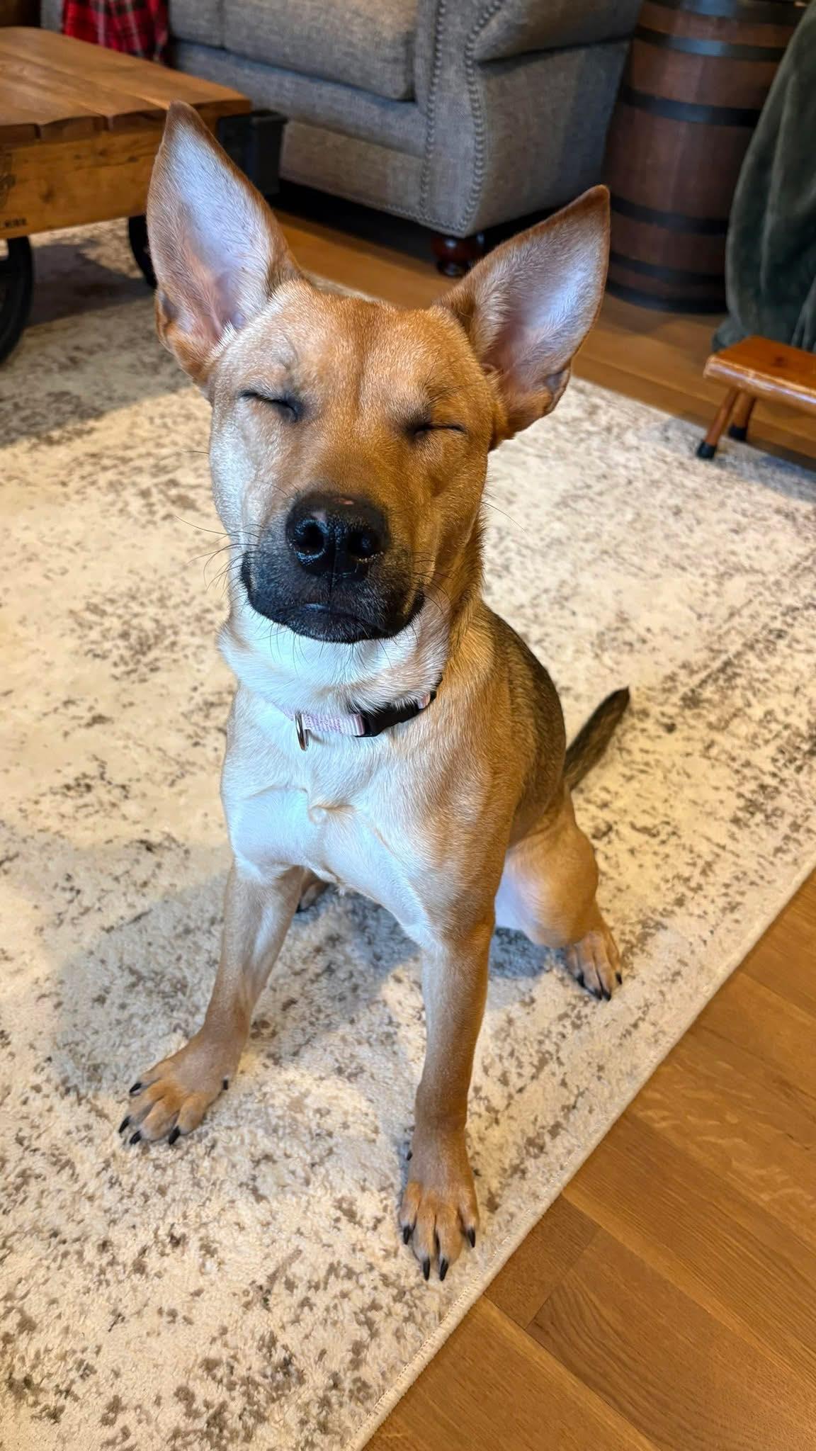 Leala, an adoptable mixed breed in Watertown, CT image 2/2