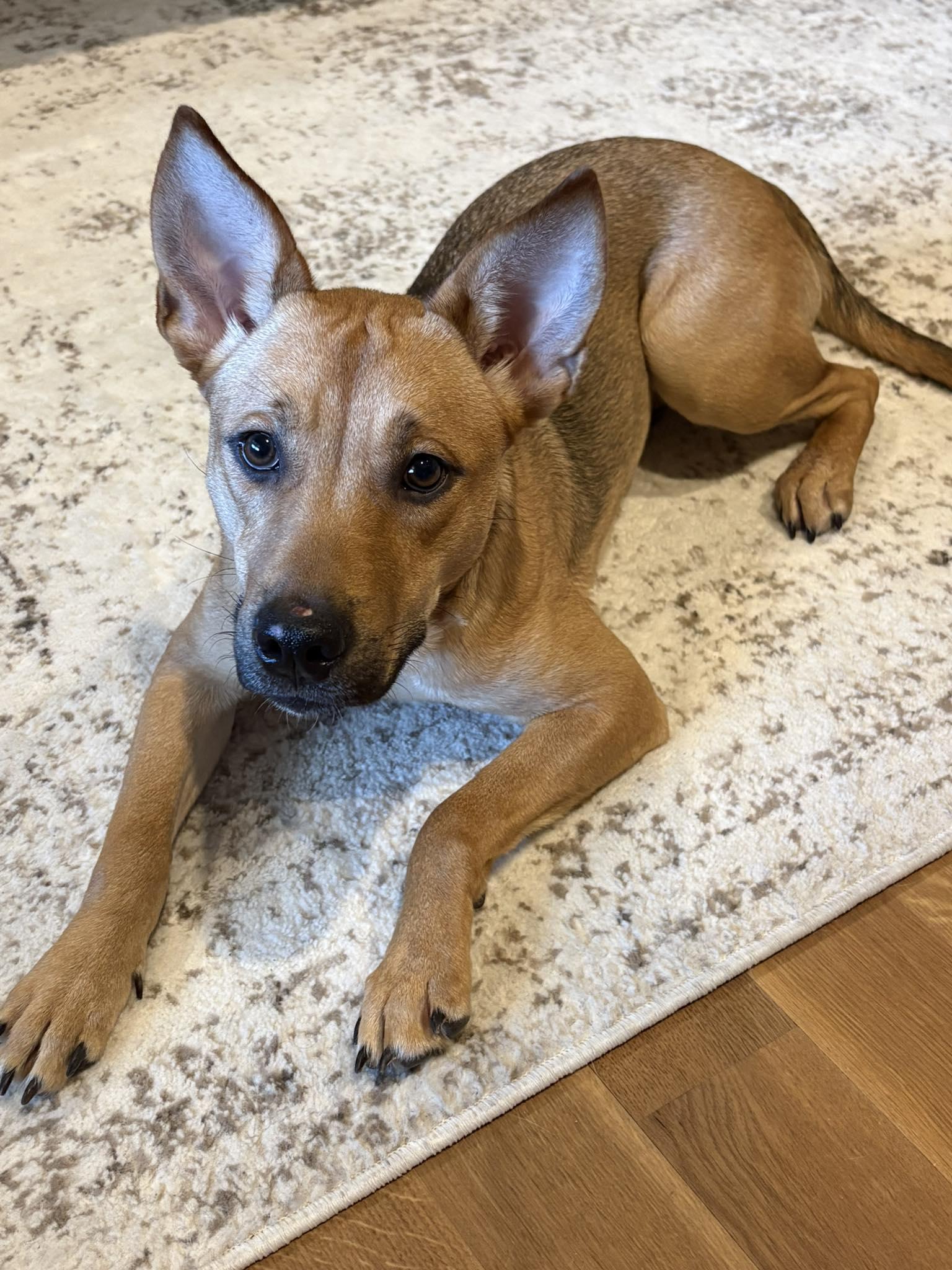 Leala, adoptable, Young Female German Shepherd Dog & Labrador Retriever.