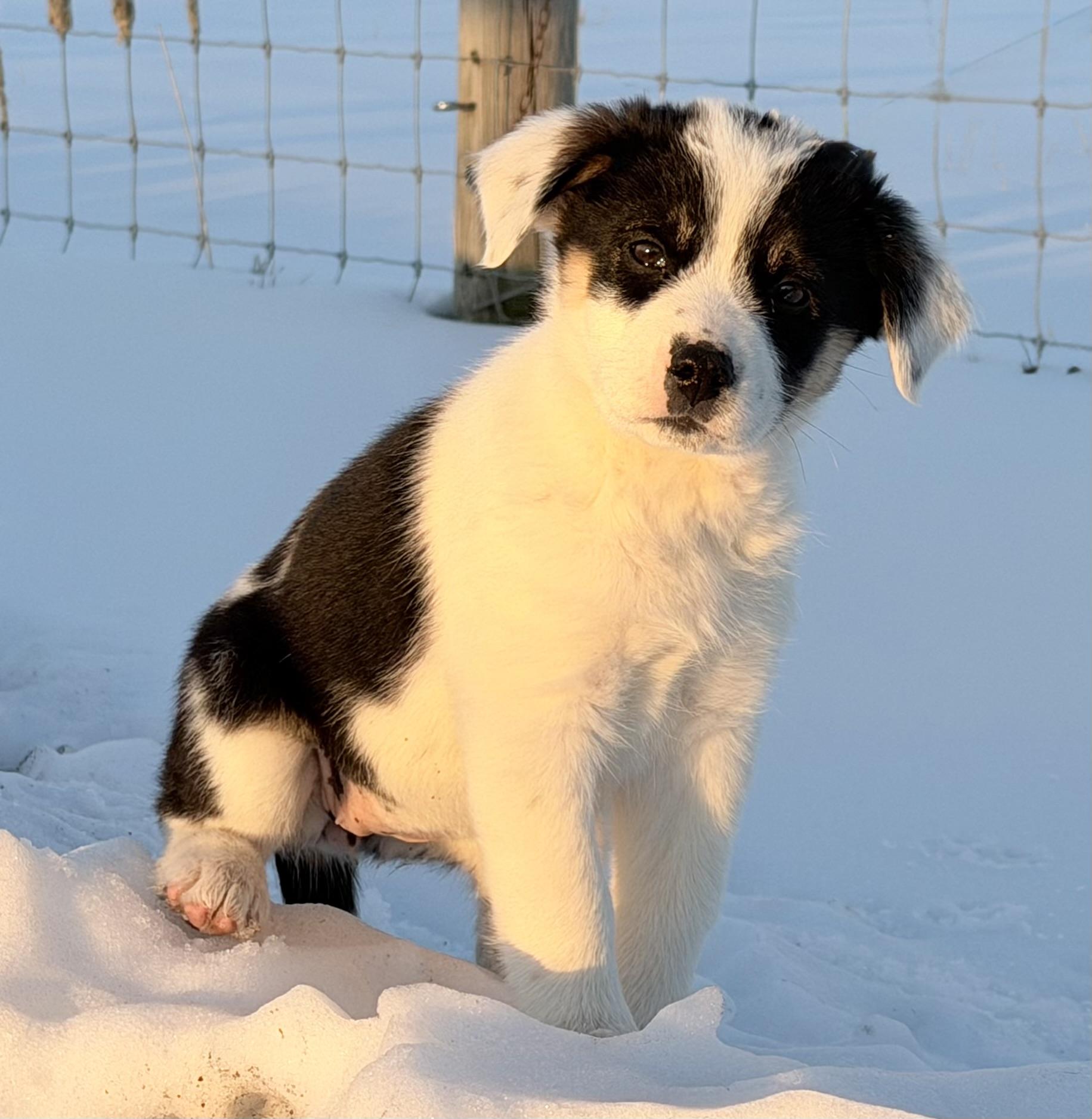 Enlarge Babe Ruth - 9 weeks, an adopted mixed breed in Grottoes, VA image 3/6
