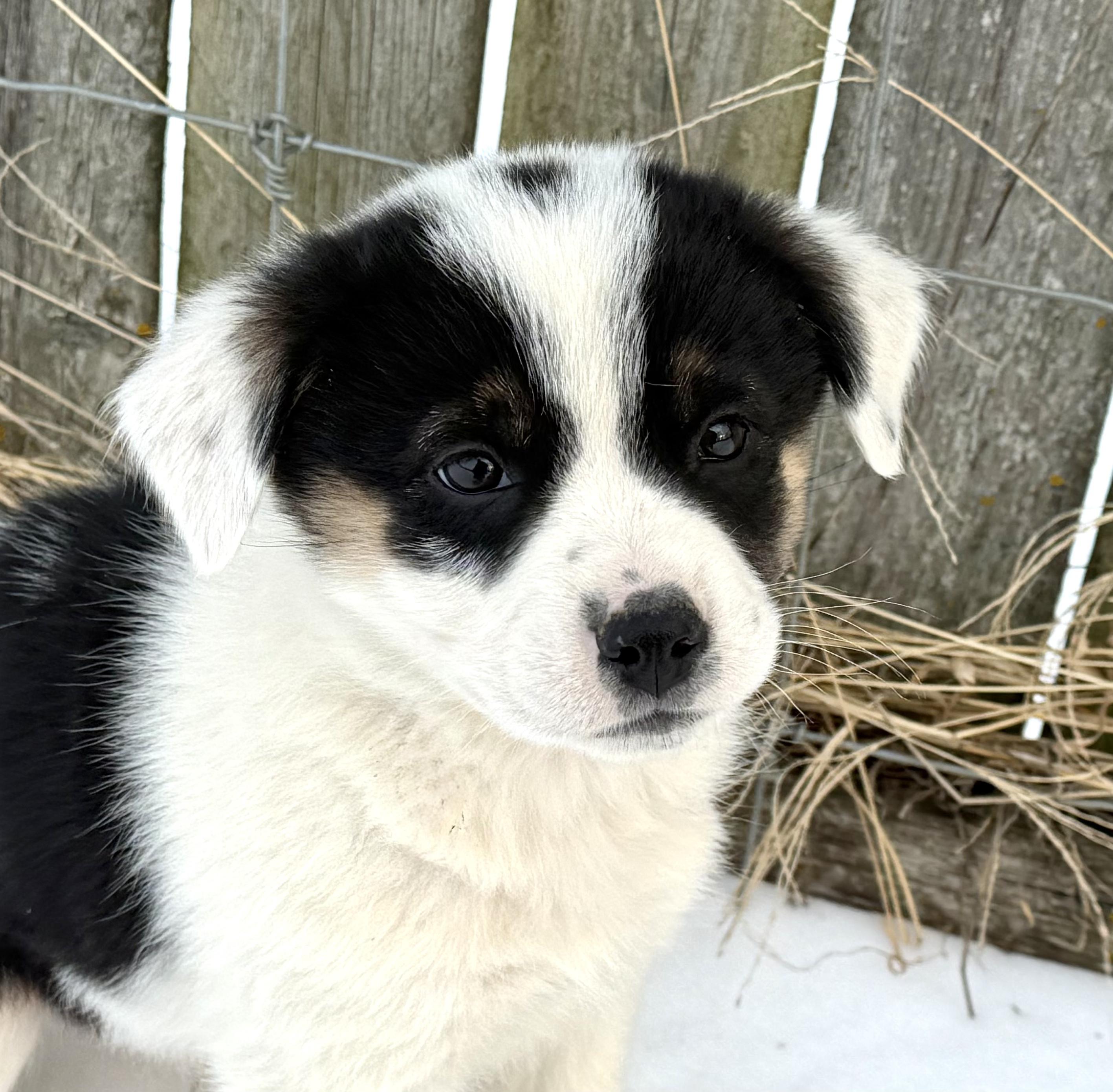 Enlarge Babe Ruth - 9 weeks, a ADOPTABLE mixed breed in Grottoes, VA image 3/6