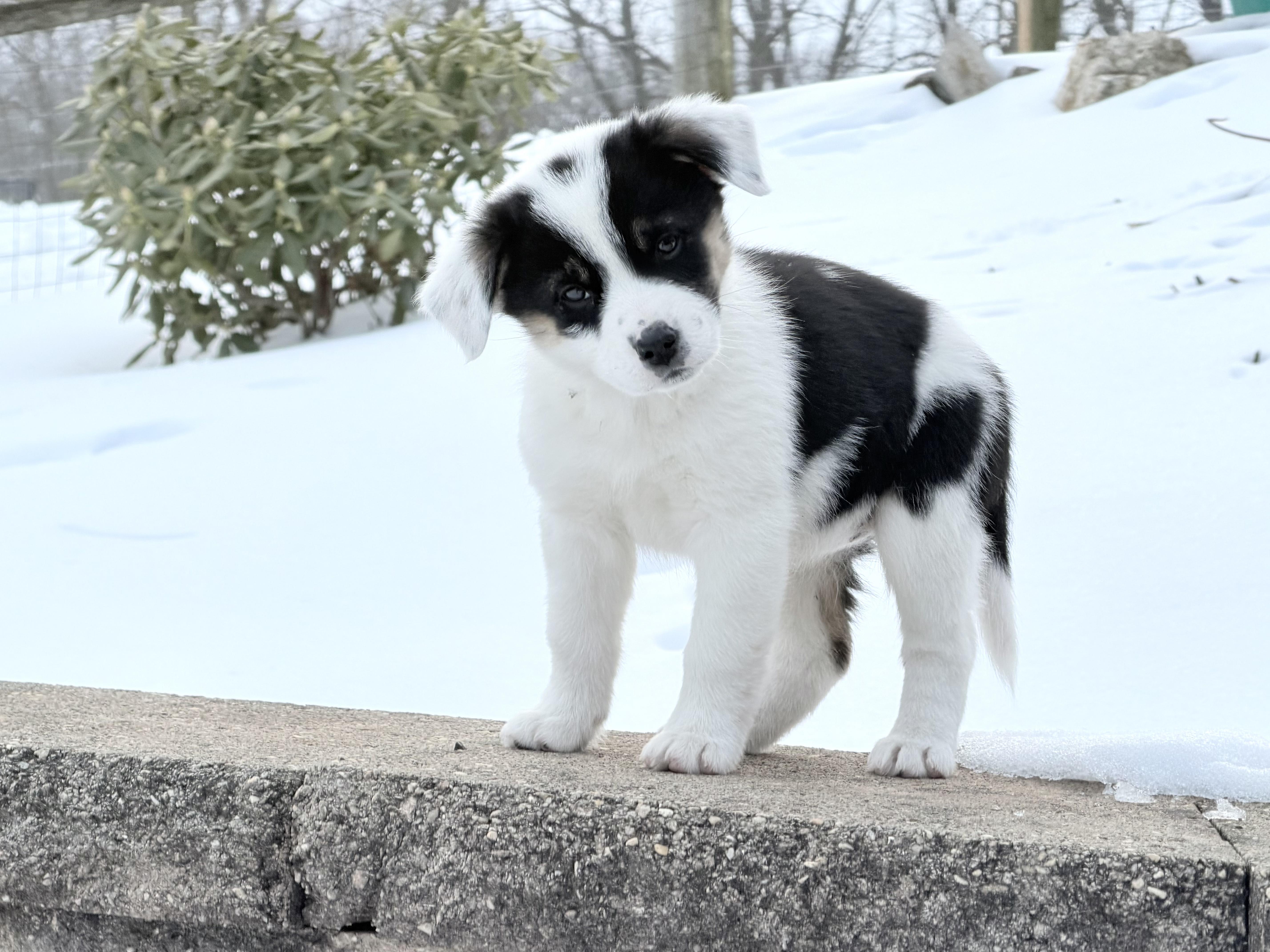 Enlarge Babe Ruth - 9 weeks, a ADOPTABLE mixed breed in Grottoes, VA image 2/6