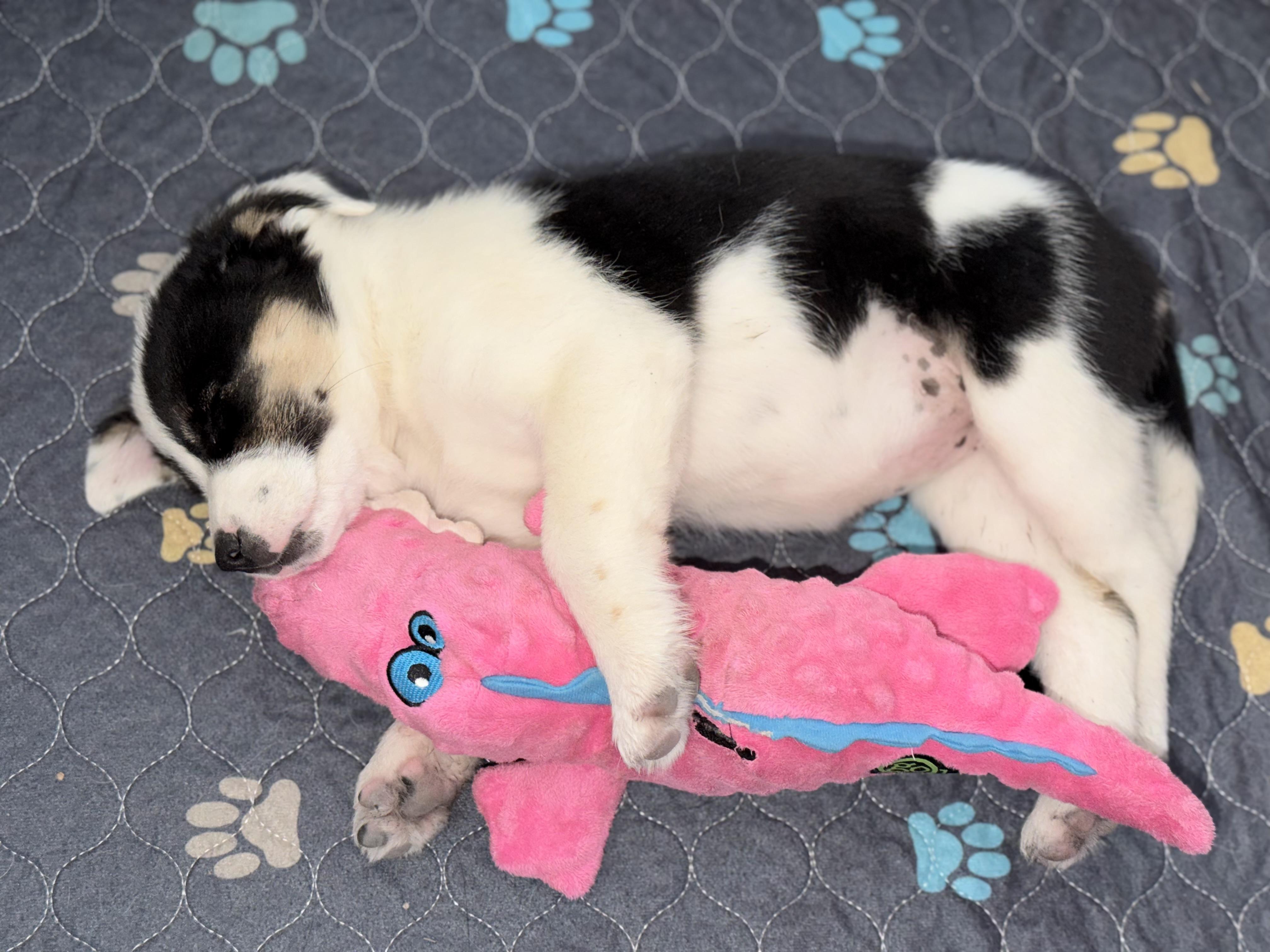 Enlarge Babe Ruth - 9 weeks, a ADOPTABLE mixed breed in Grottoes, VA image 5/6