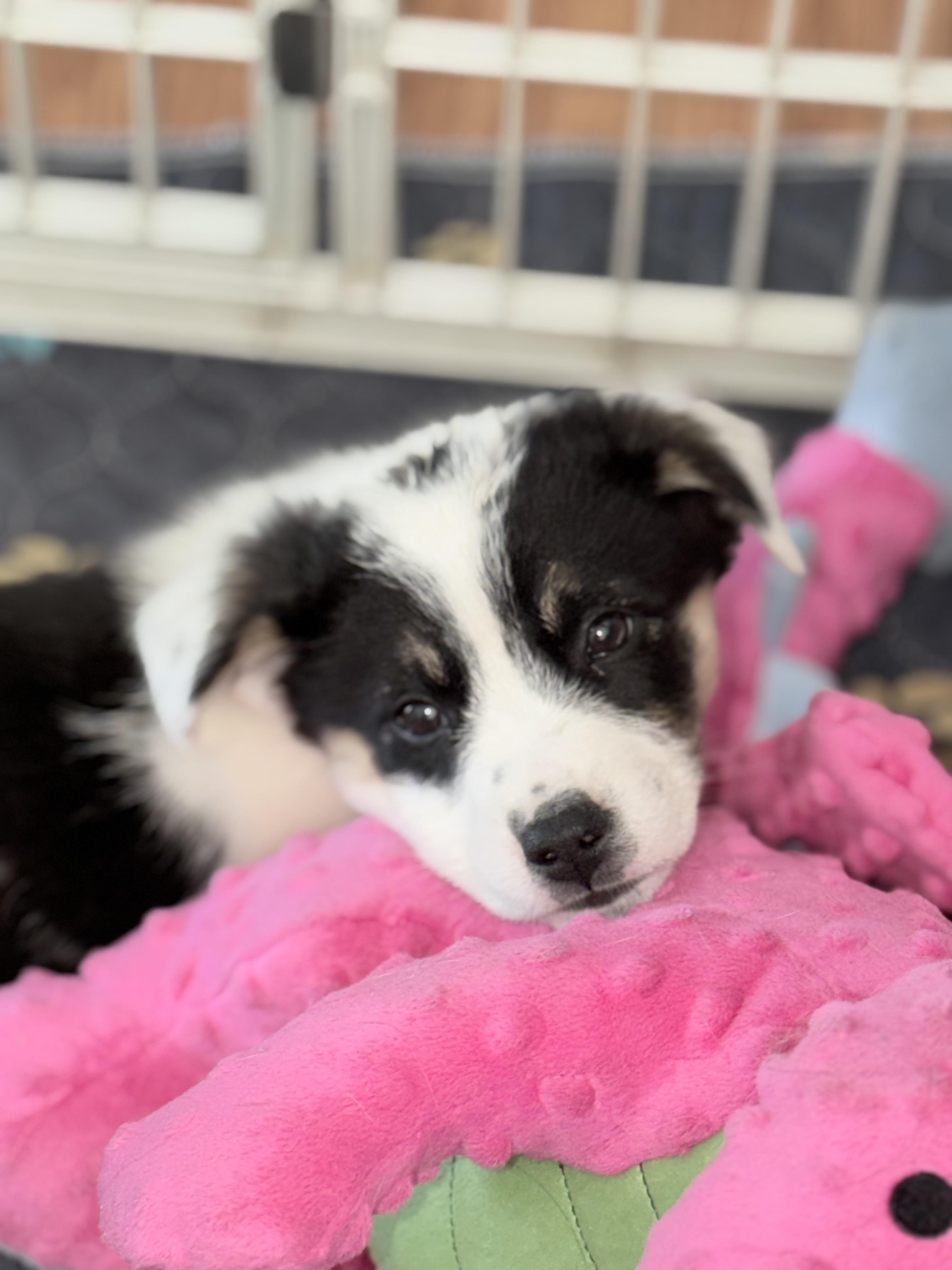 Babe Ruth - 9 weeks, ADOPTABLE, Puppy Female Australian Shepherd & Australian Cattle Dog / Blue Heeler.