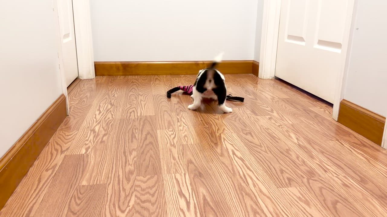 Enlarge Babe Ruth - 9 weeks, a ADOPTABLE mixed breed in Grottoes, VA video 6/6