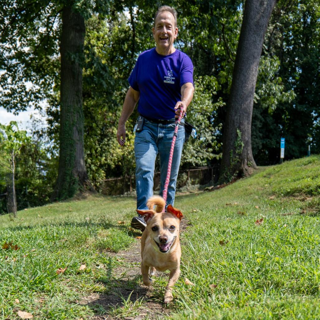 Pepperoni, Adoptable, Senior Male Chihuahua.