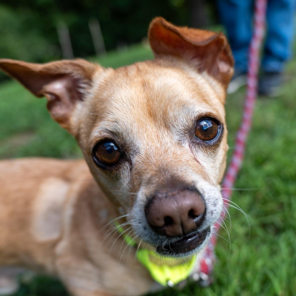Enlarge Pepperoni, a Adoptable Chihuahua in Baltimore, MD image 2/3