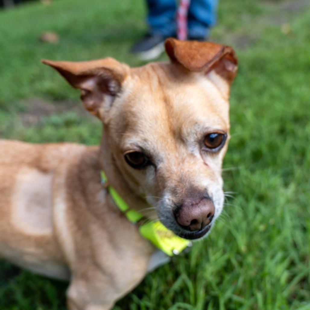 Enlarge Pepperoni, a Adoptable Chihuahua in Baltimore, MD image 3/3