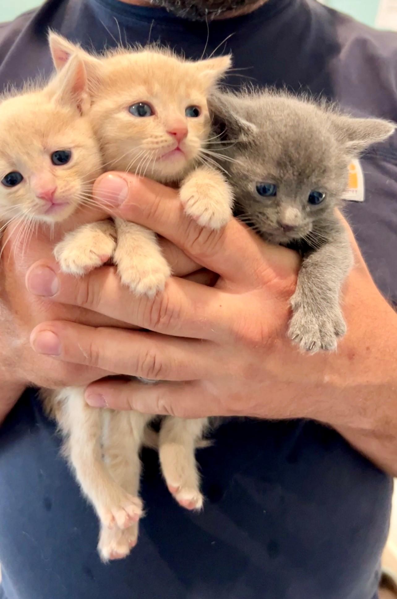 Gilmore Girl Kitten Litter, an adopted Domestic Short Hair in Nashville, TN image 5/6