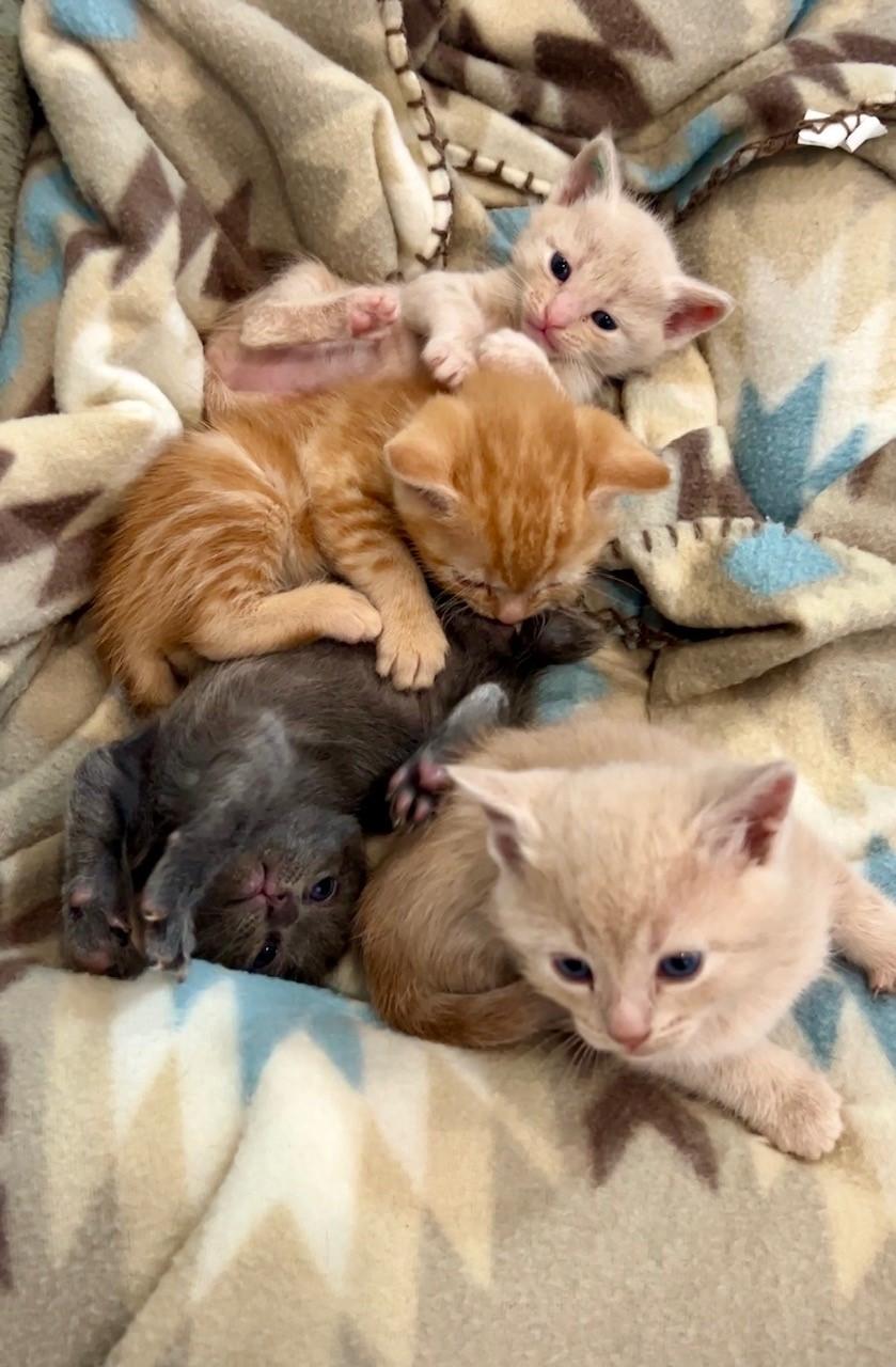 Gilmore Girl Kitten Litter, an adopted Domestic Short Hair in Nashville, TN image 1/6