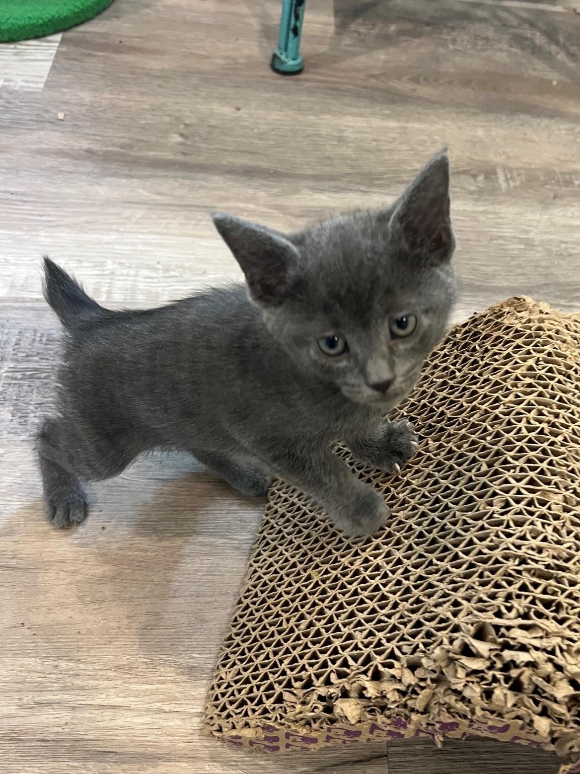Gilmore Girl Kitten Litter, an adopted Domestic Short Hair in Nashville, TN image 4/6