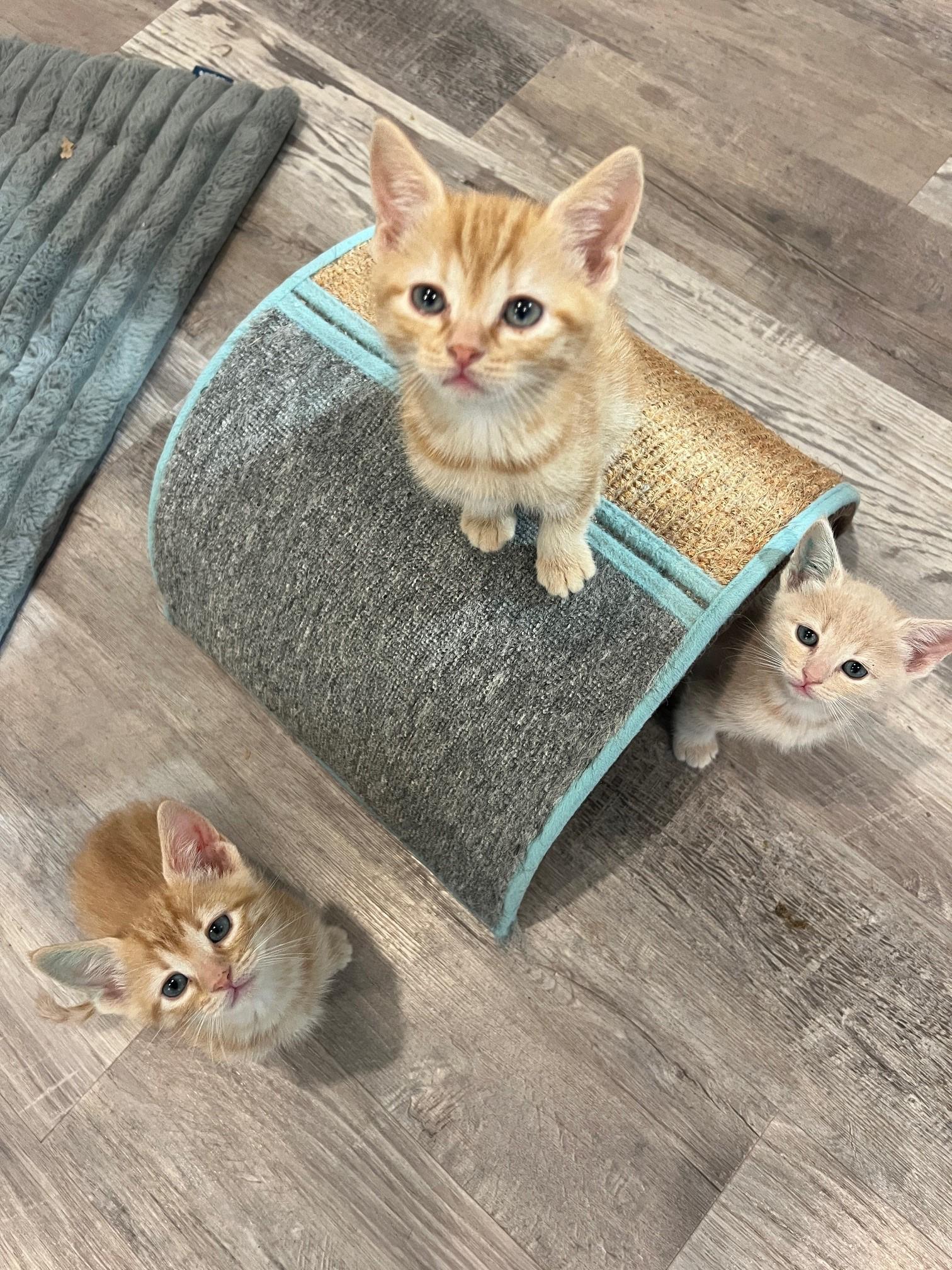 Gilmore Girl Kitten Litter, an adopted Domestic Short Hair in Nashville, TN image 3/6